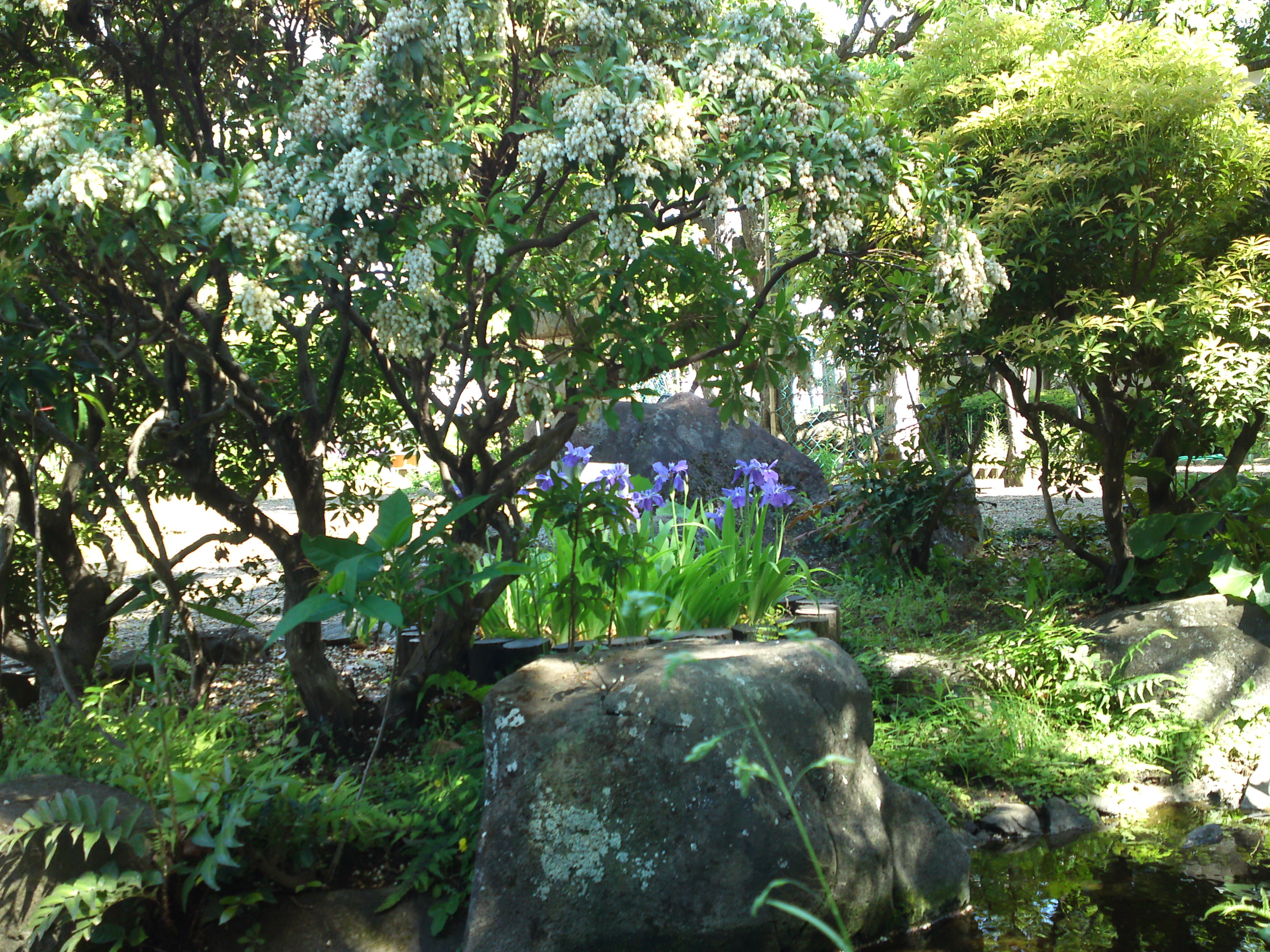 2019年万葉植物園に咲く菖蒲の花３