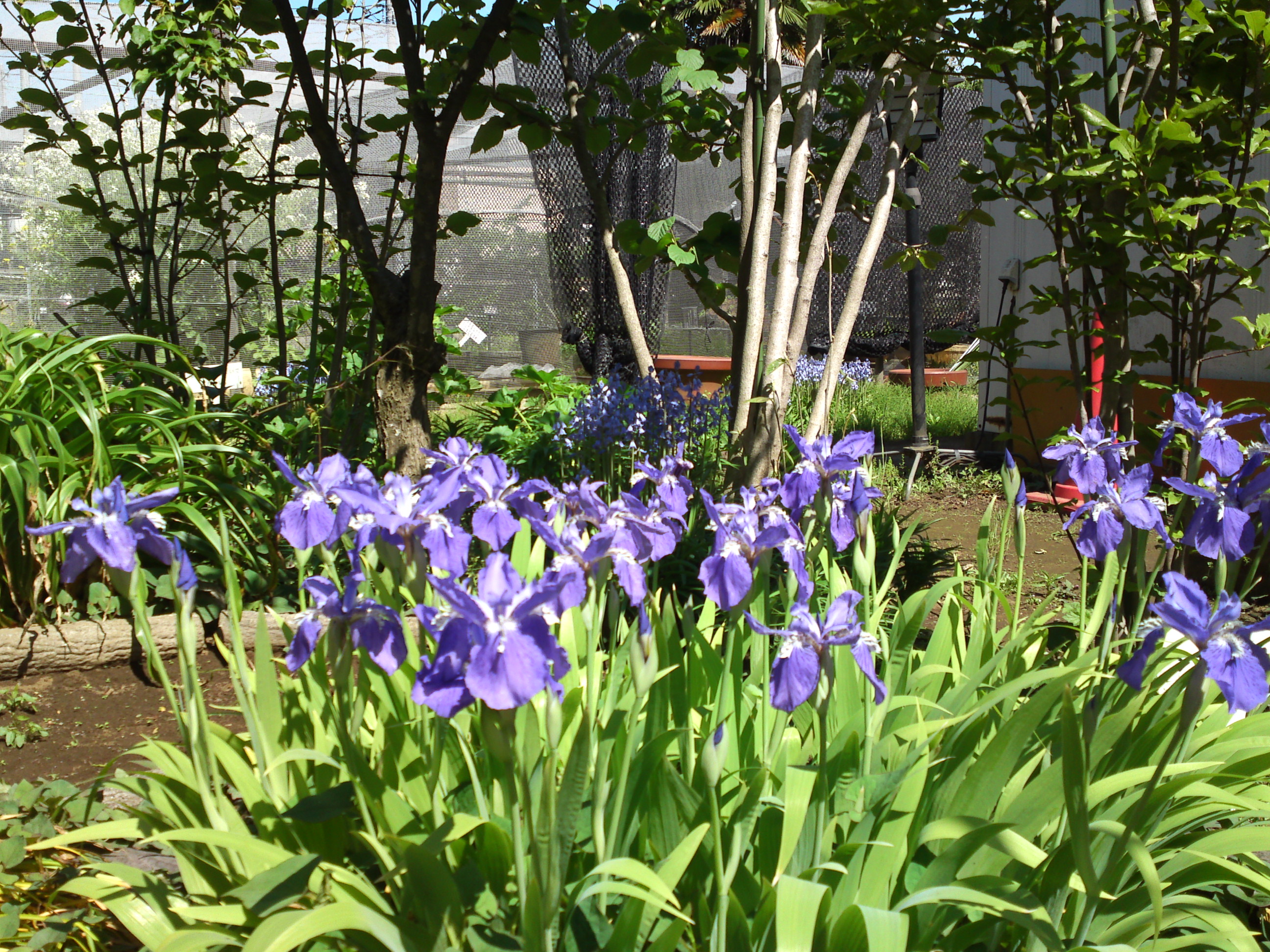 2019年万葉植物園に咲く菖蒲の花４