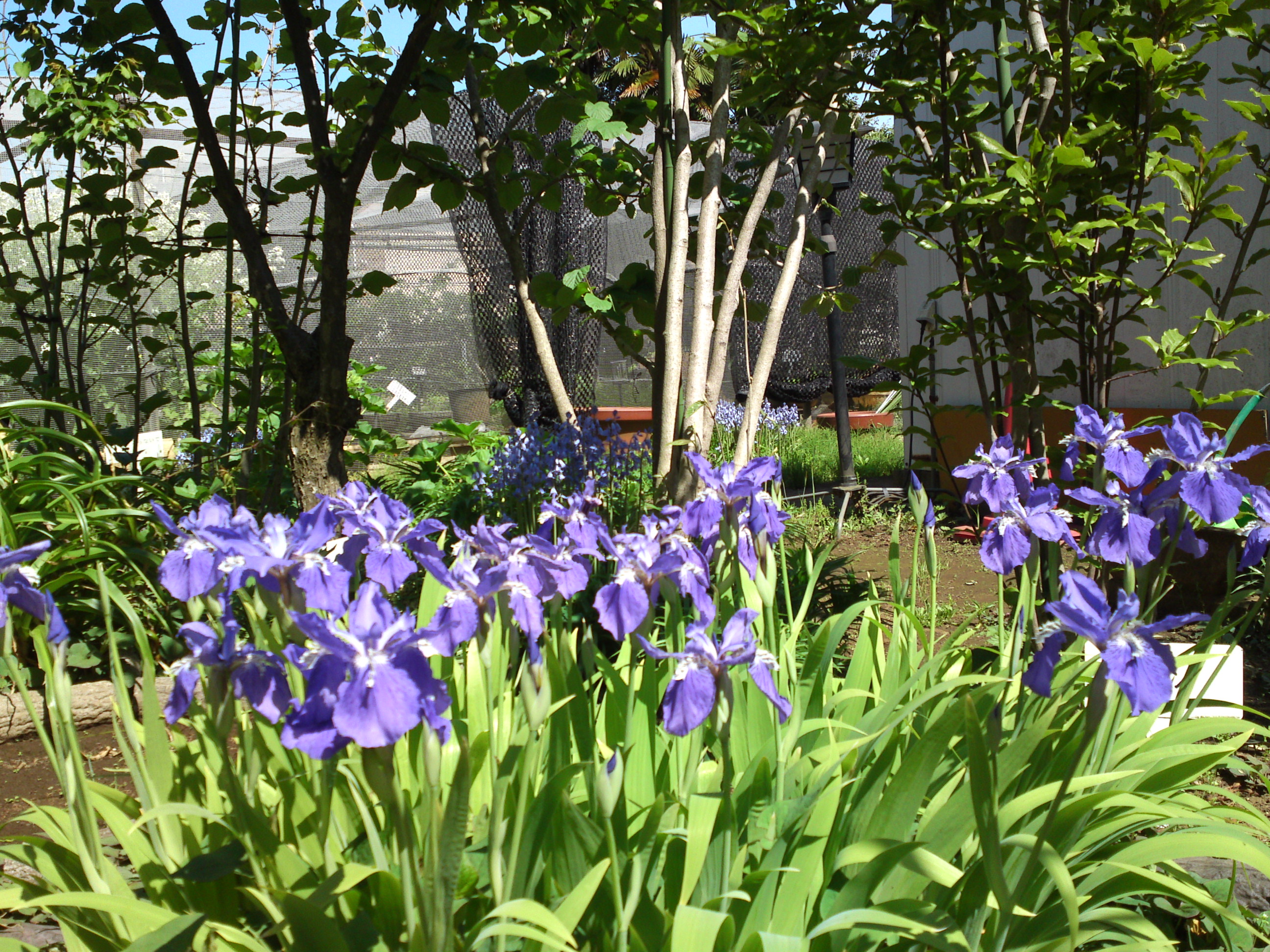 2019年万葉植物園に咲く菖蒲の花５