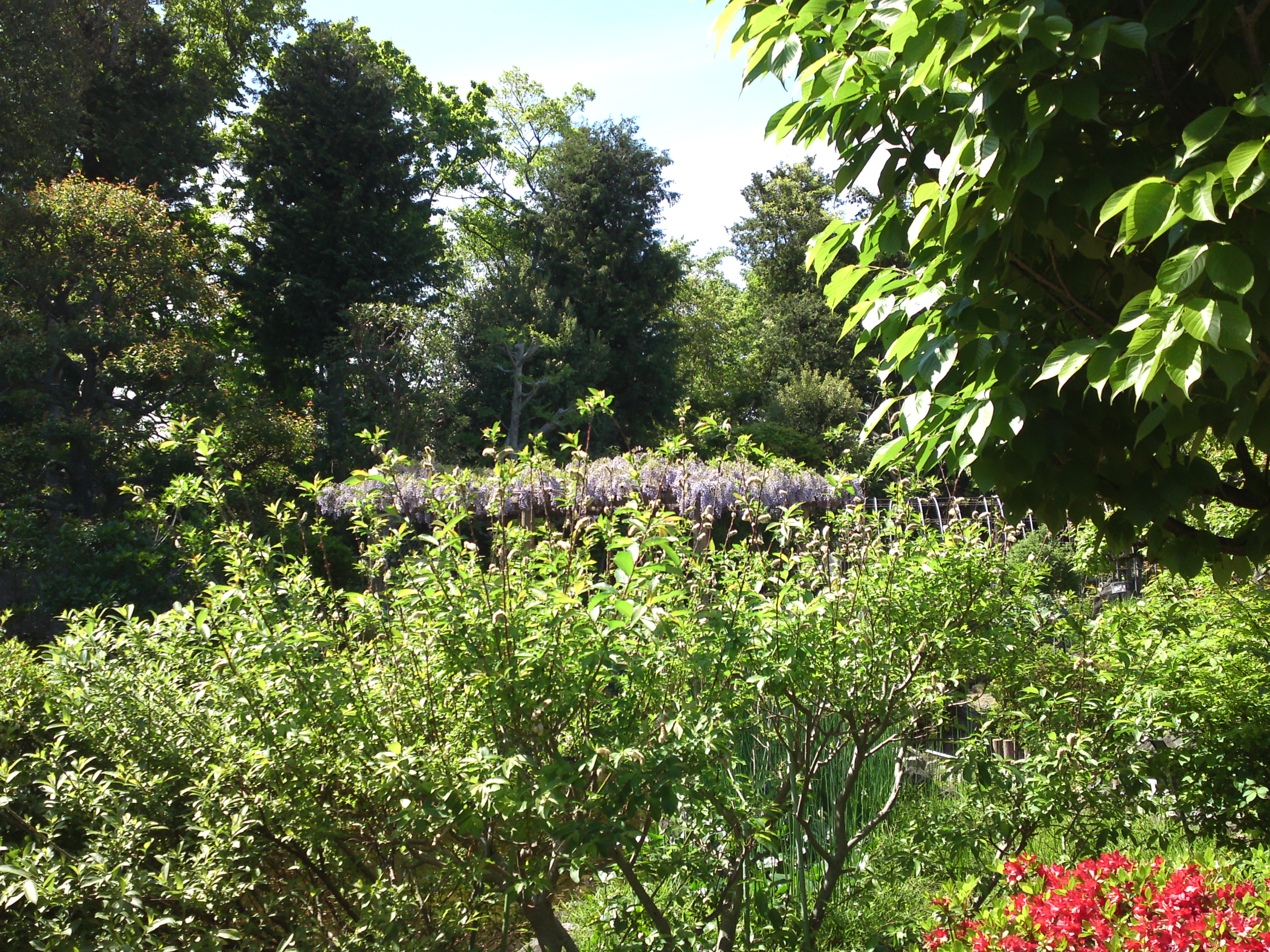 2019年万葉植物園に咲く夏の花１