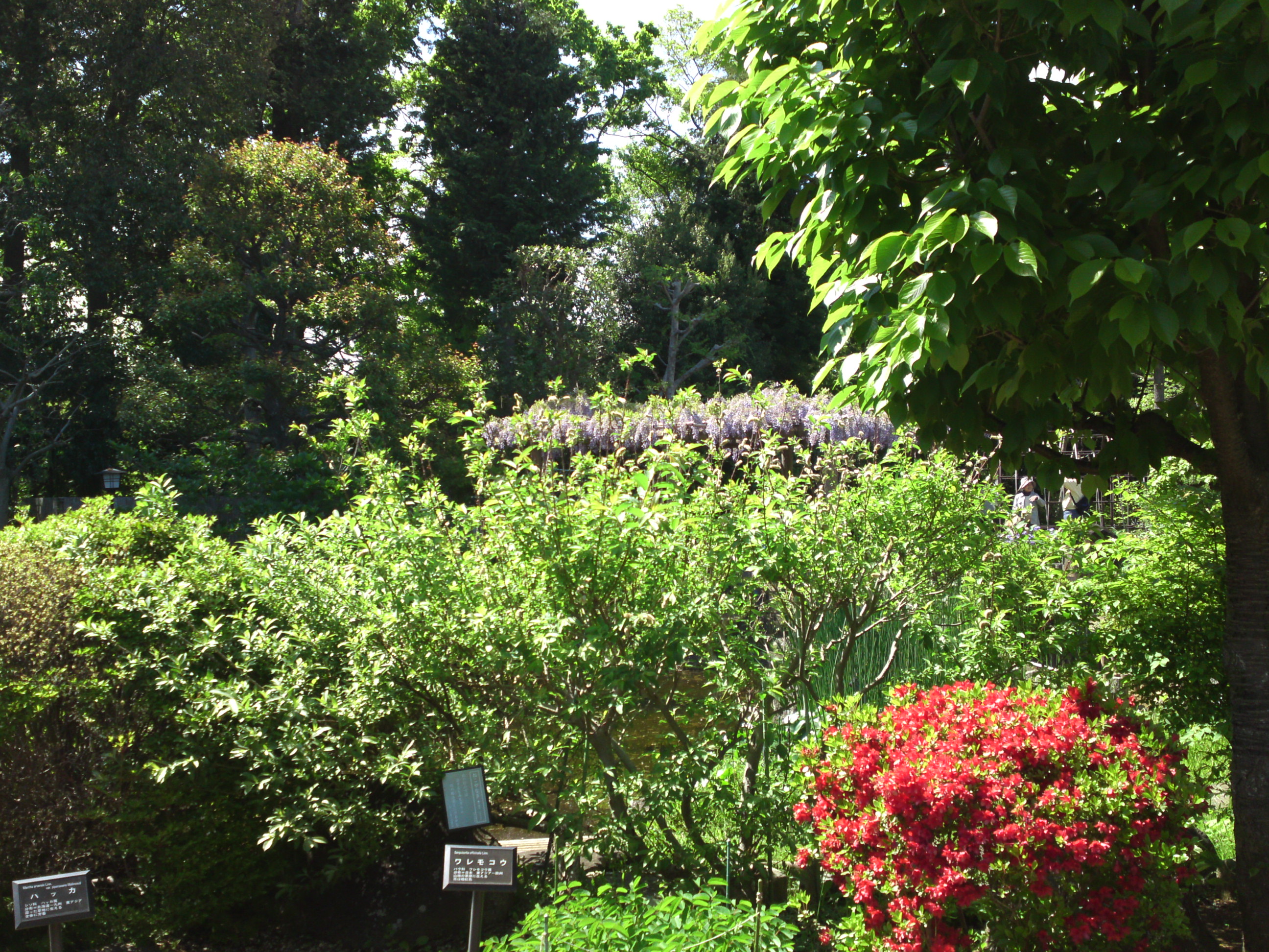 2019年万葉植物園に咲く夏の花２