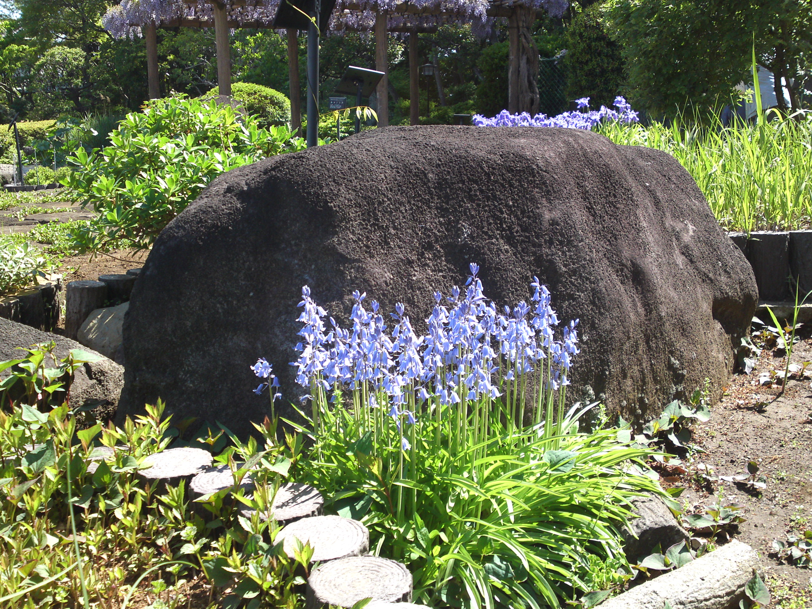 2019年万葉植物園に咲く夏の花４