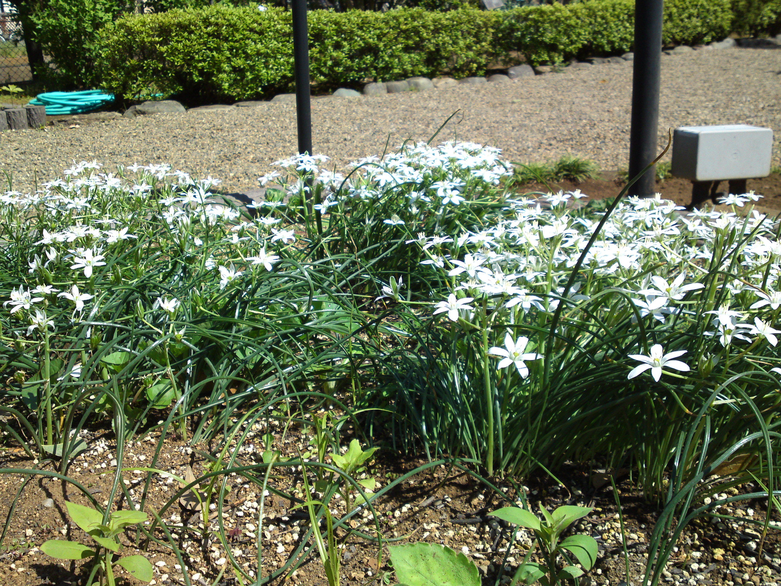 2019年万葉植物園に咲く夏の花３