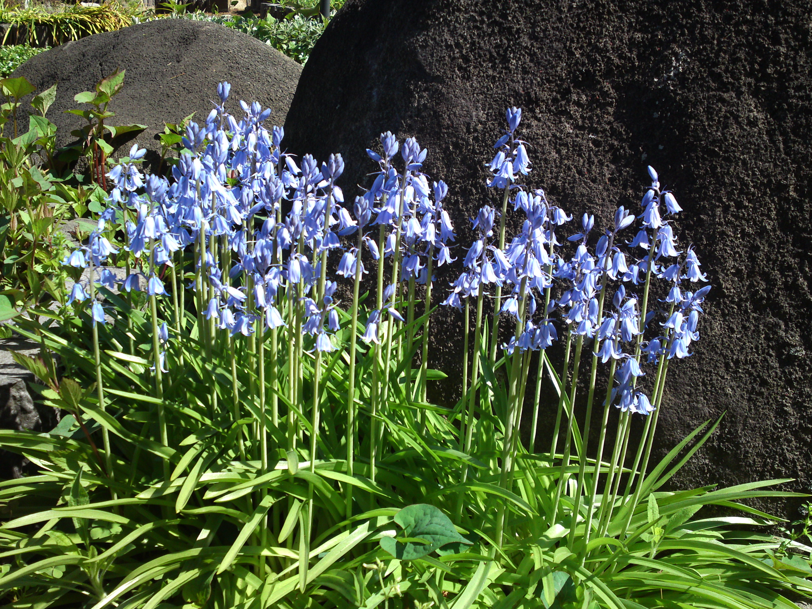 2019年万葉植物園に咲く夏の花５