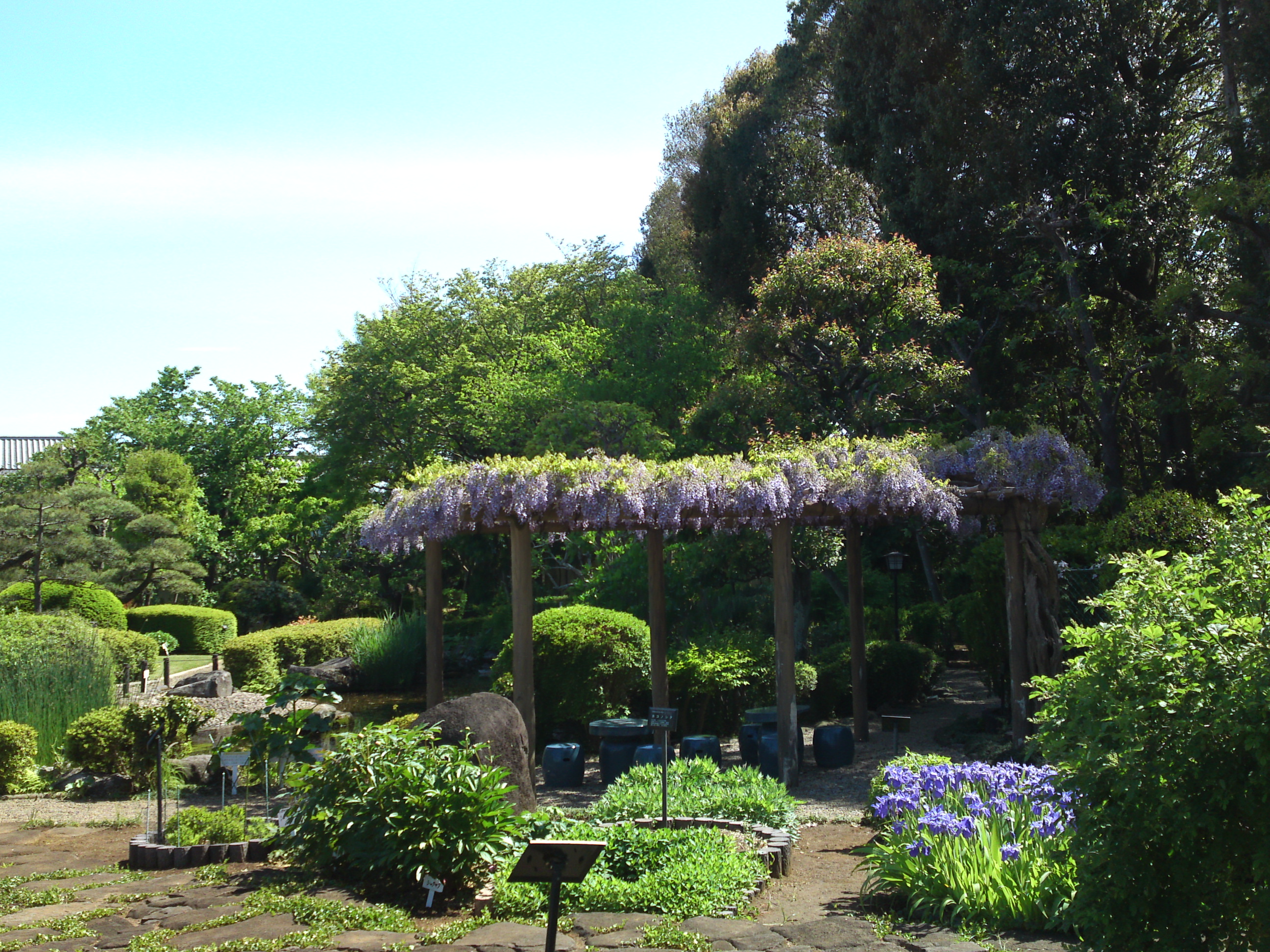 2019年万葉植物園に咲く藤の花１２