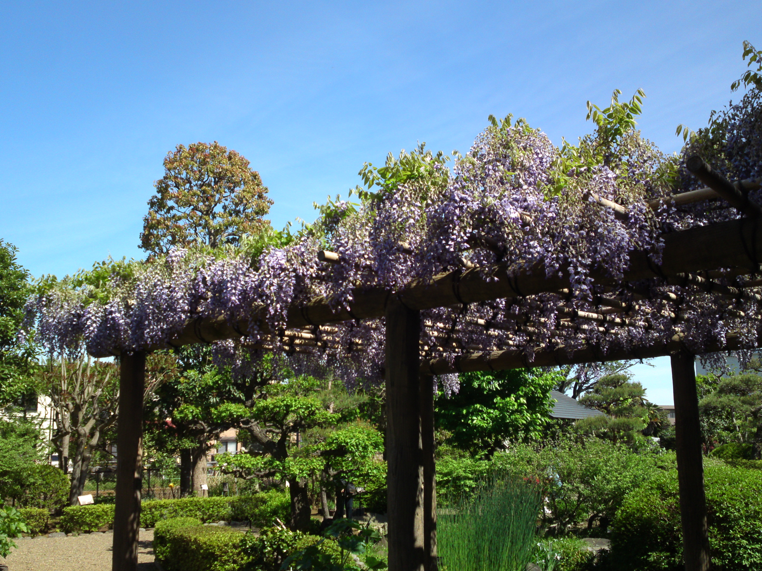 2019年万葉植物園に咲く藤の花１３