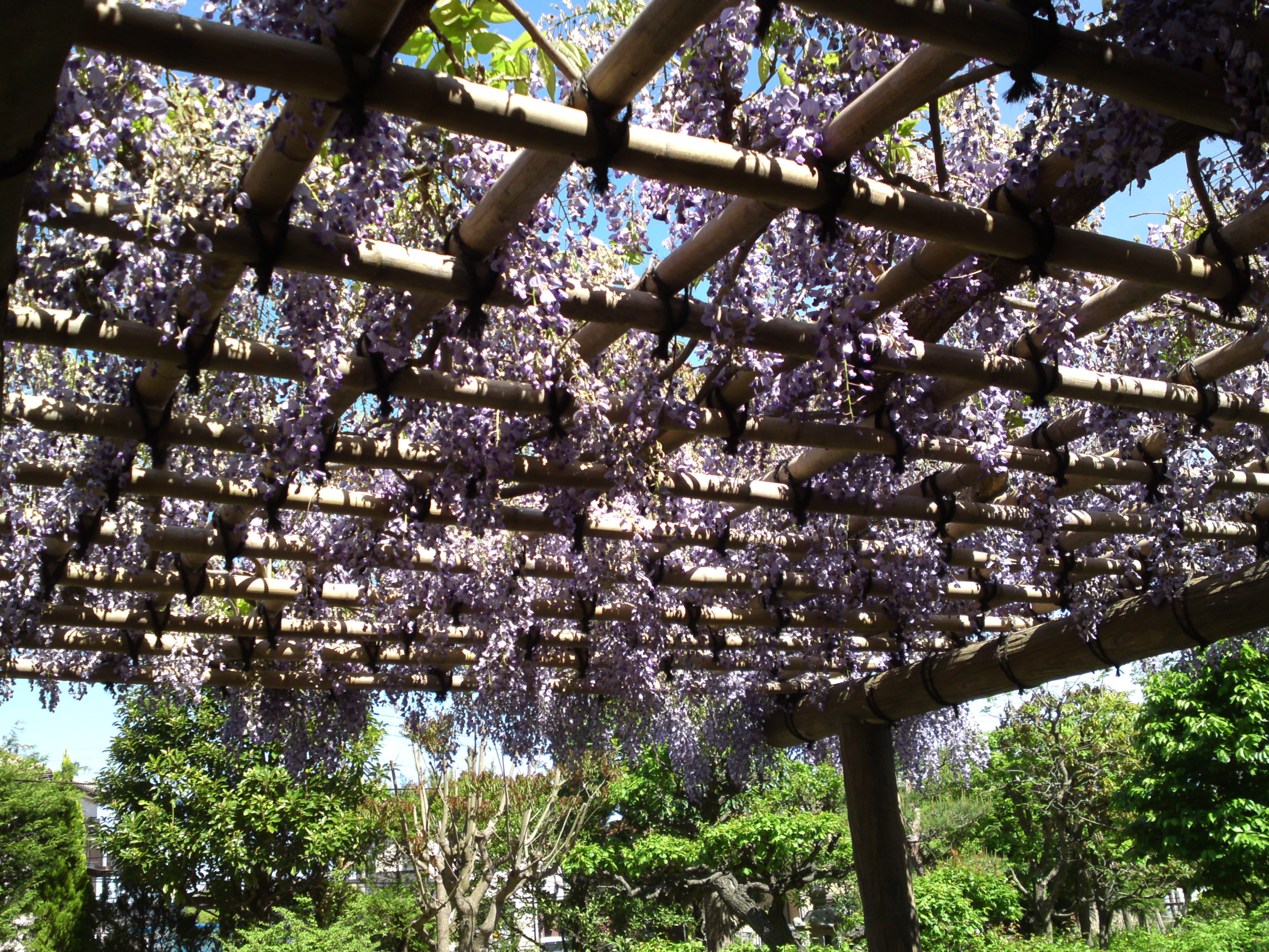 2019年万葉植物園に咲く藤の花１４