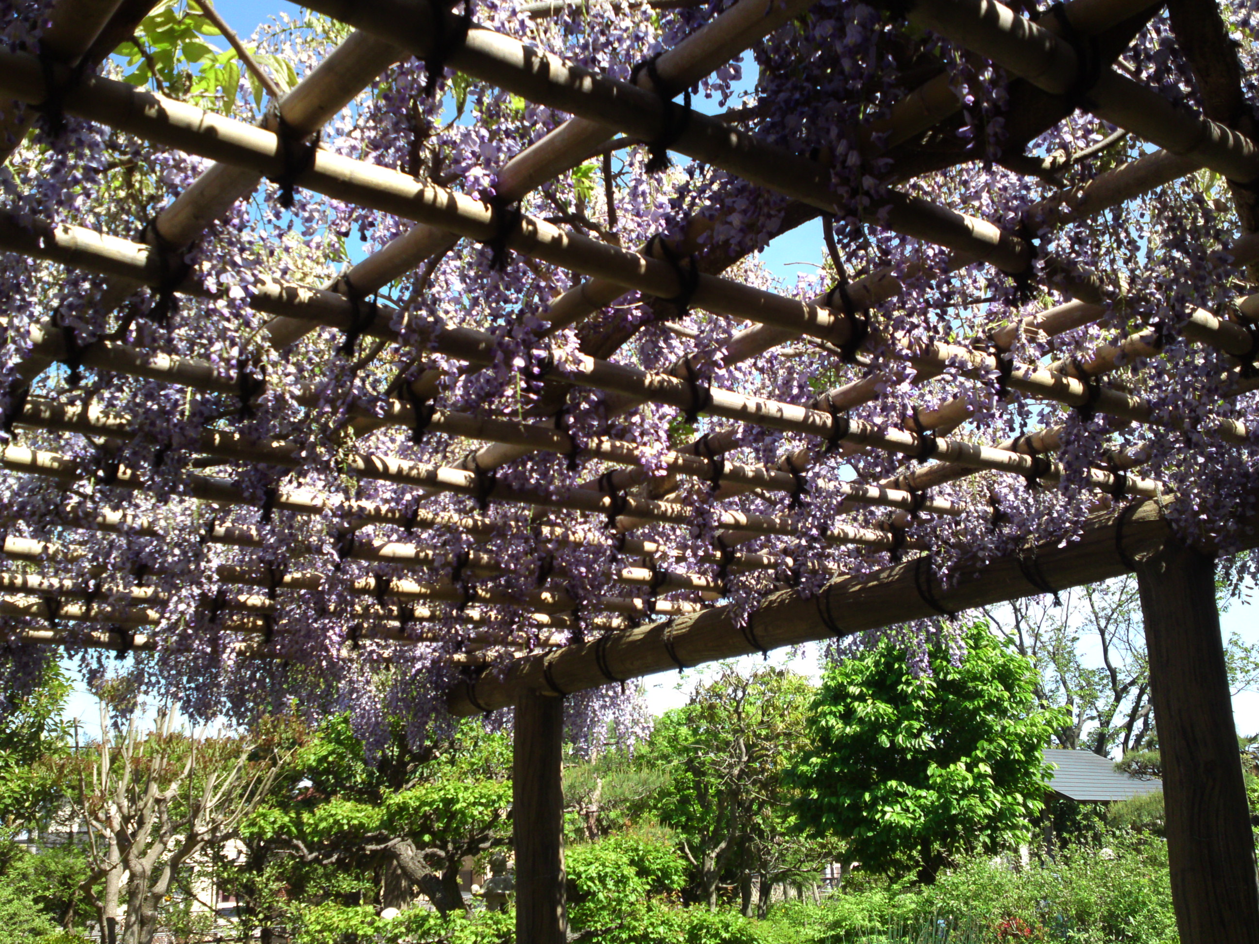 2019年万葉植物園に咲く藤の花１５