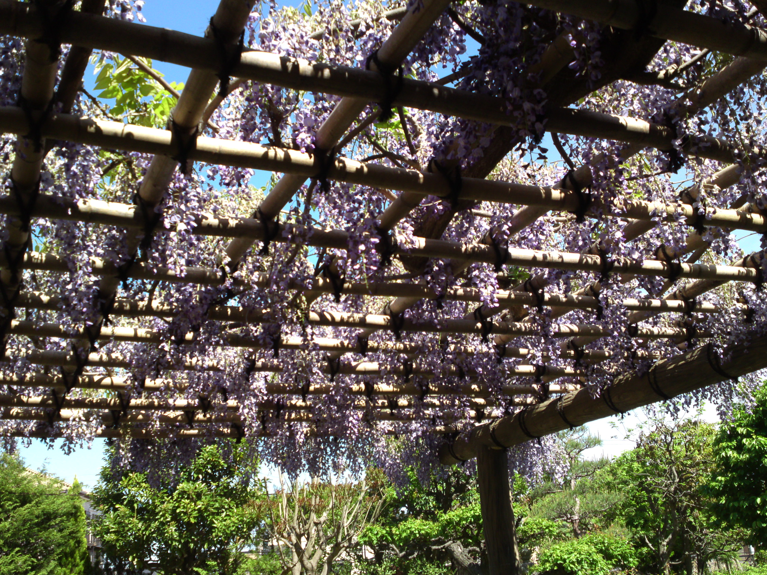 2019年万葉植物園に咲く藤の花１６