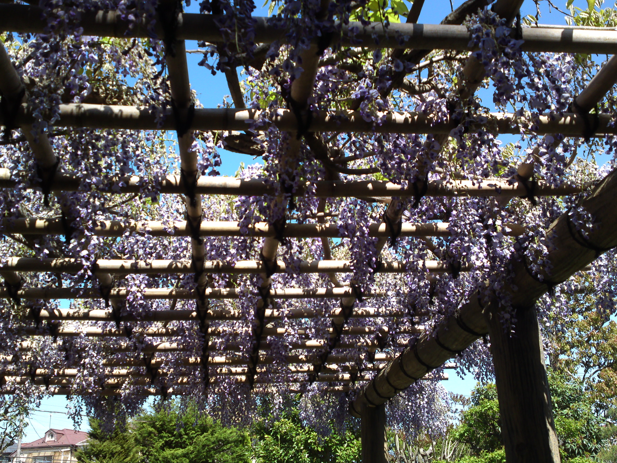 2019年万葉植物園に咲く藤の花１７