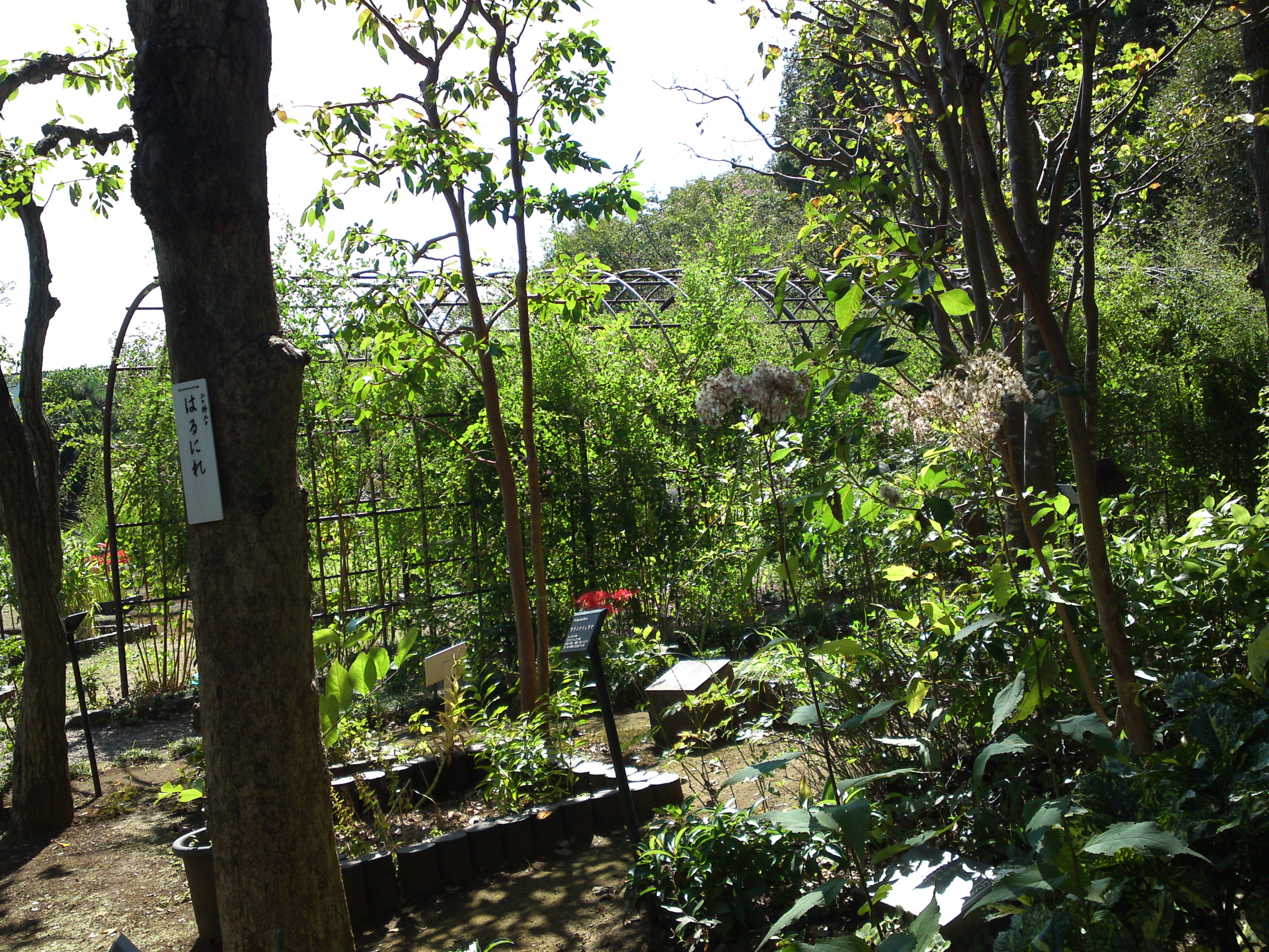 2019年万葉植物園に咲く秋の花々１