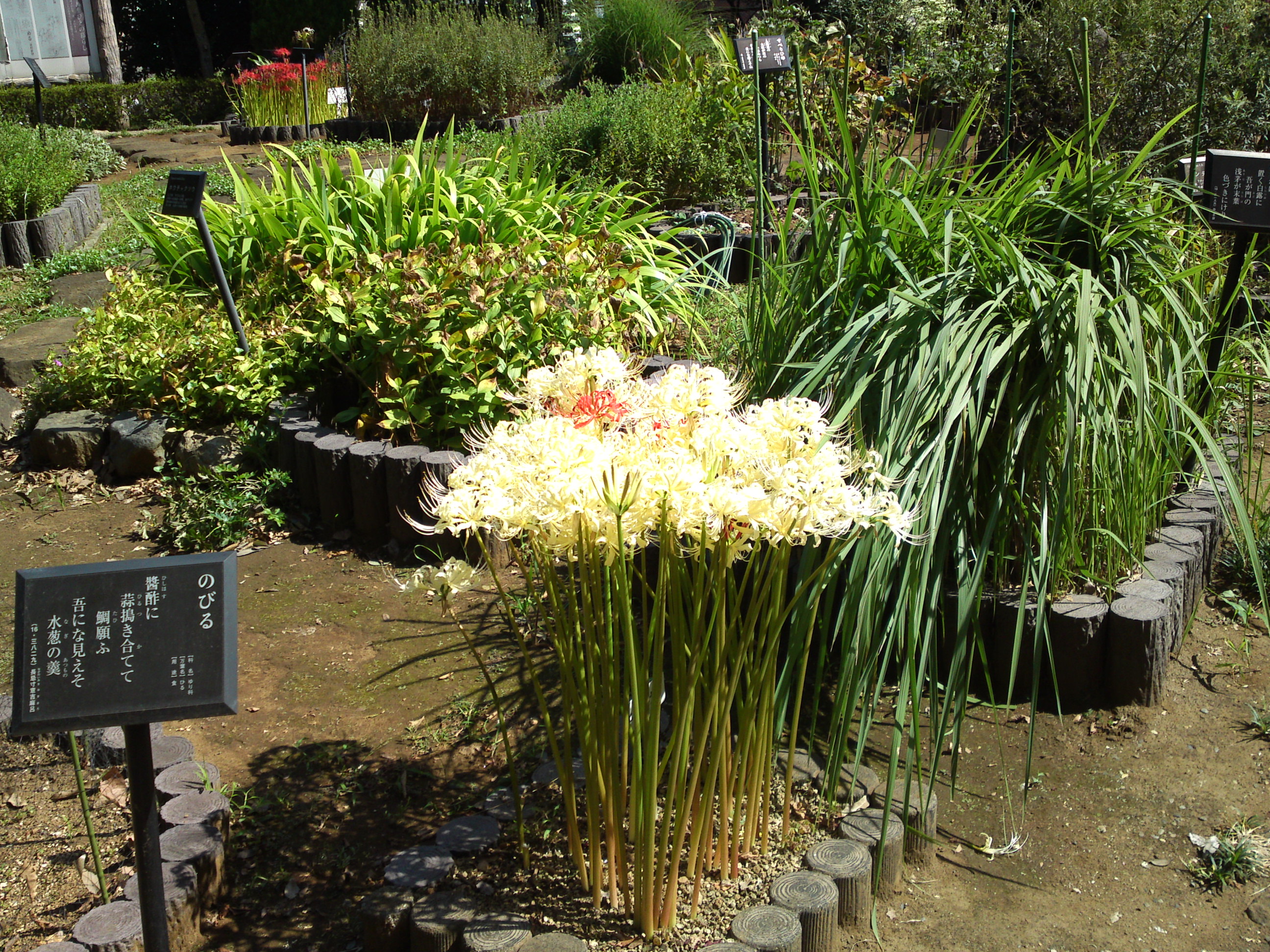 2019年万葉植物園に咲く曼珠沙華の花１