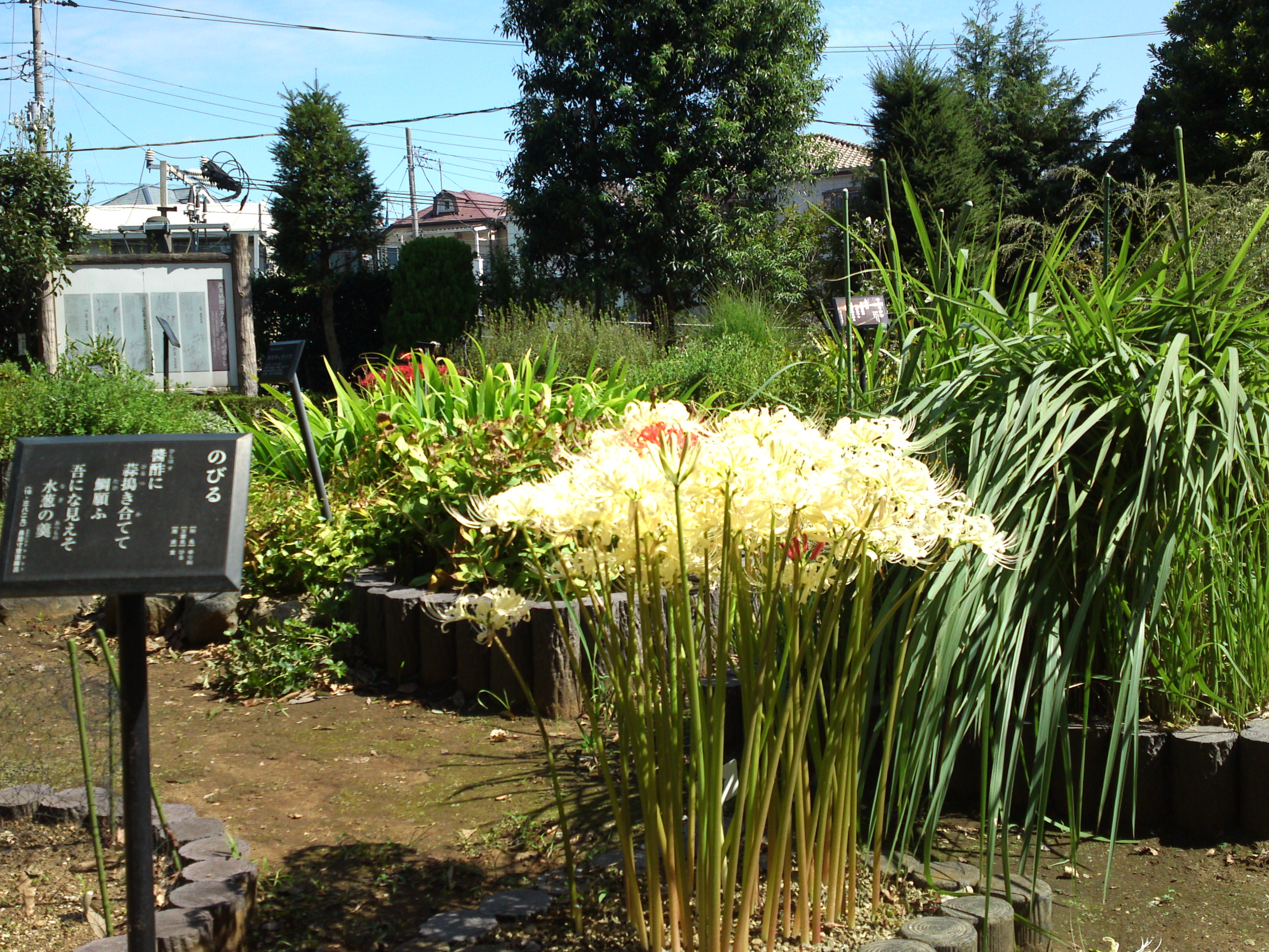 2019年万葉植物園に咲く曼珠沙華の花２