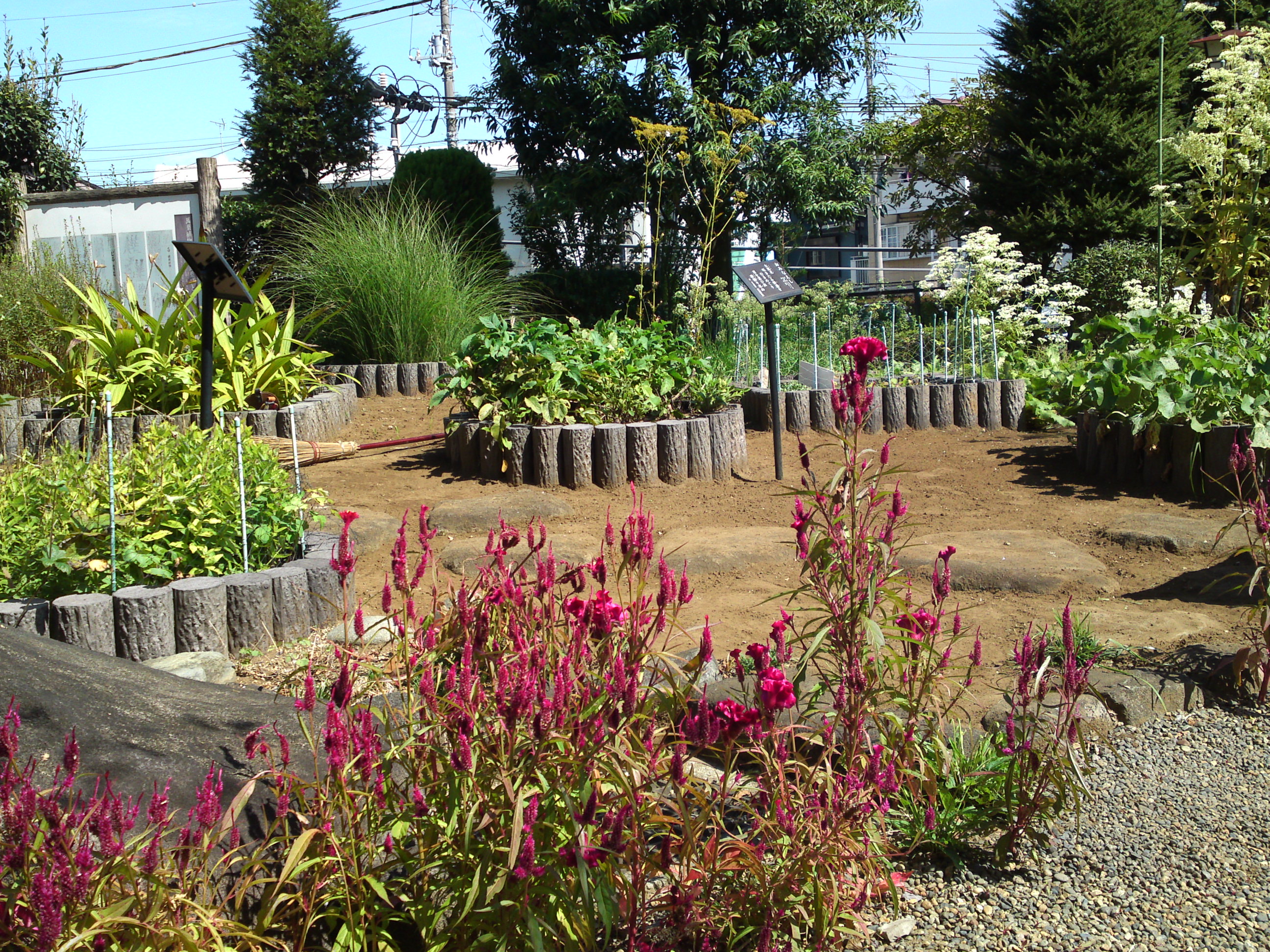 2019年万葉植物園に咲く秋の花々３