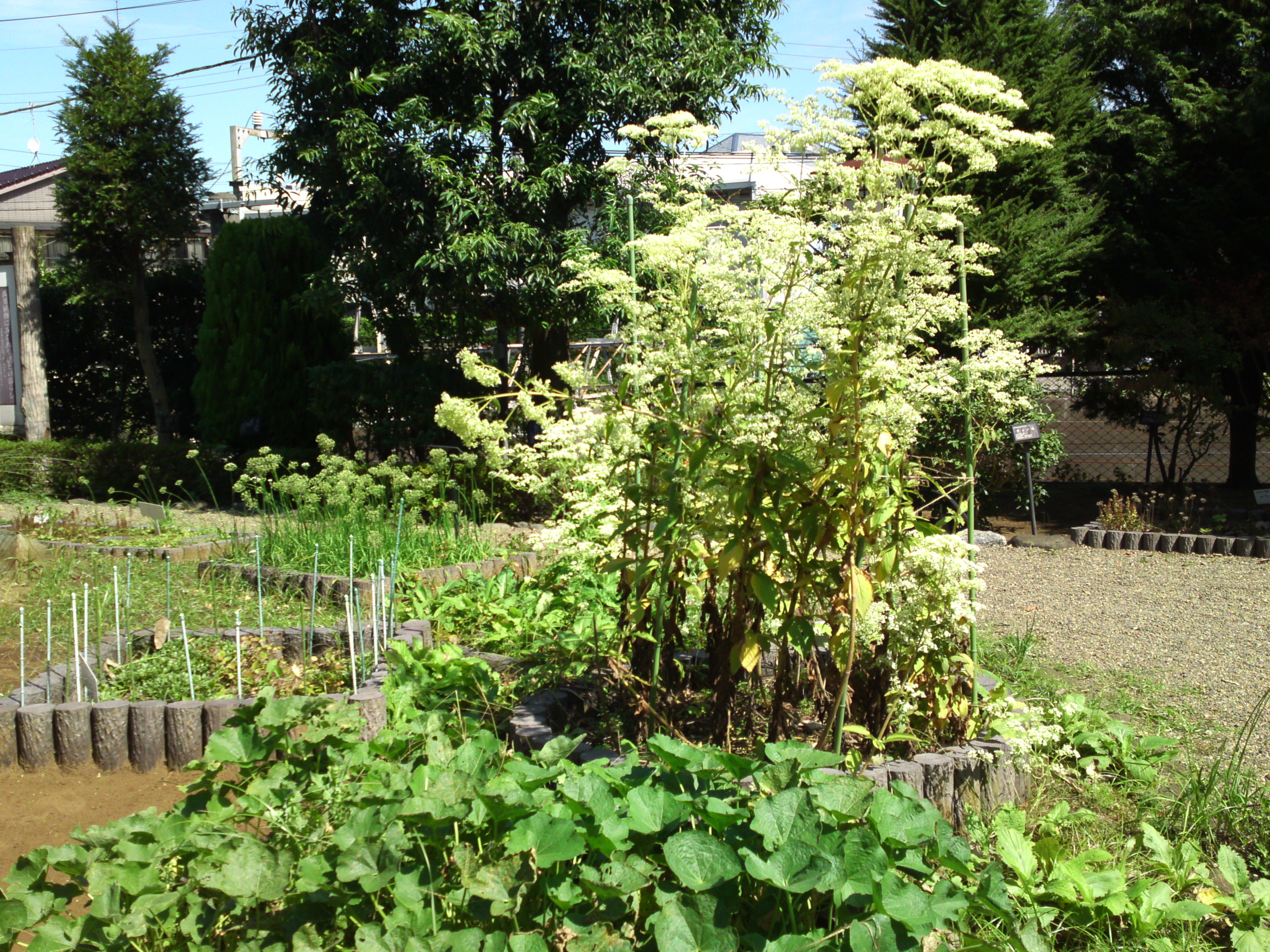 2019年万葉植物園に咲くニラの花１