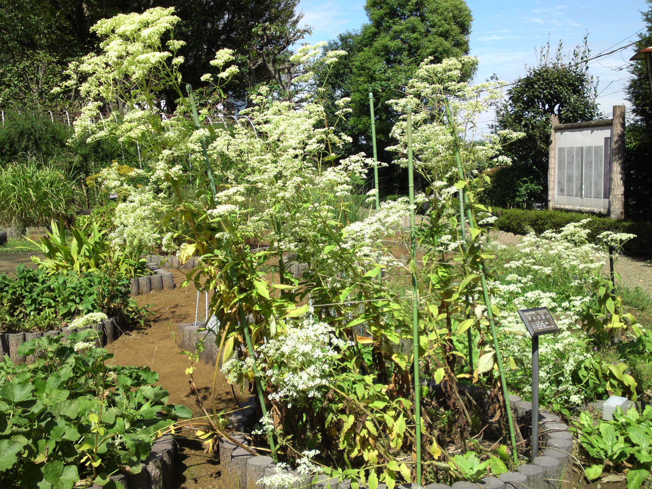 2019年万葉植物園に咲くニラの花2