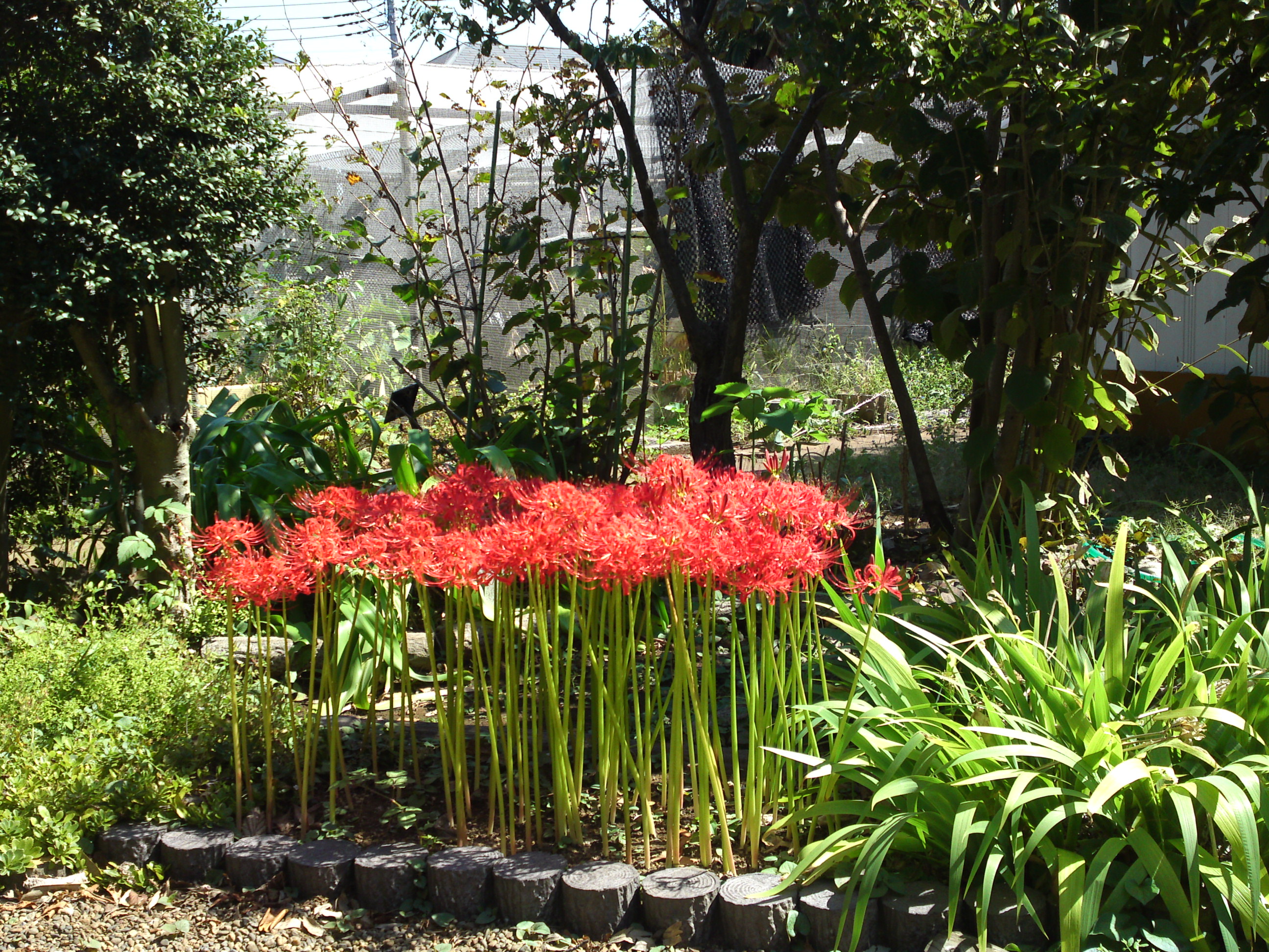 2019年万葉植物園に咲く曼珠沙華の花３