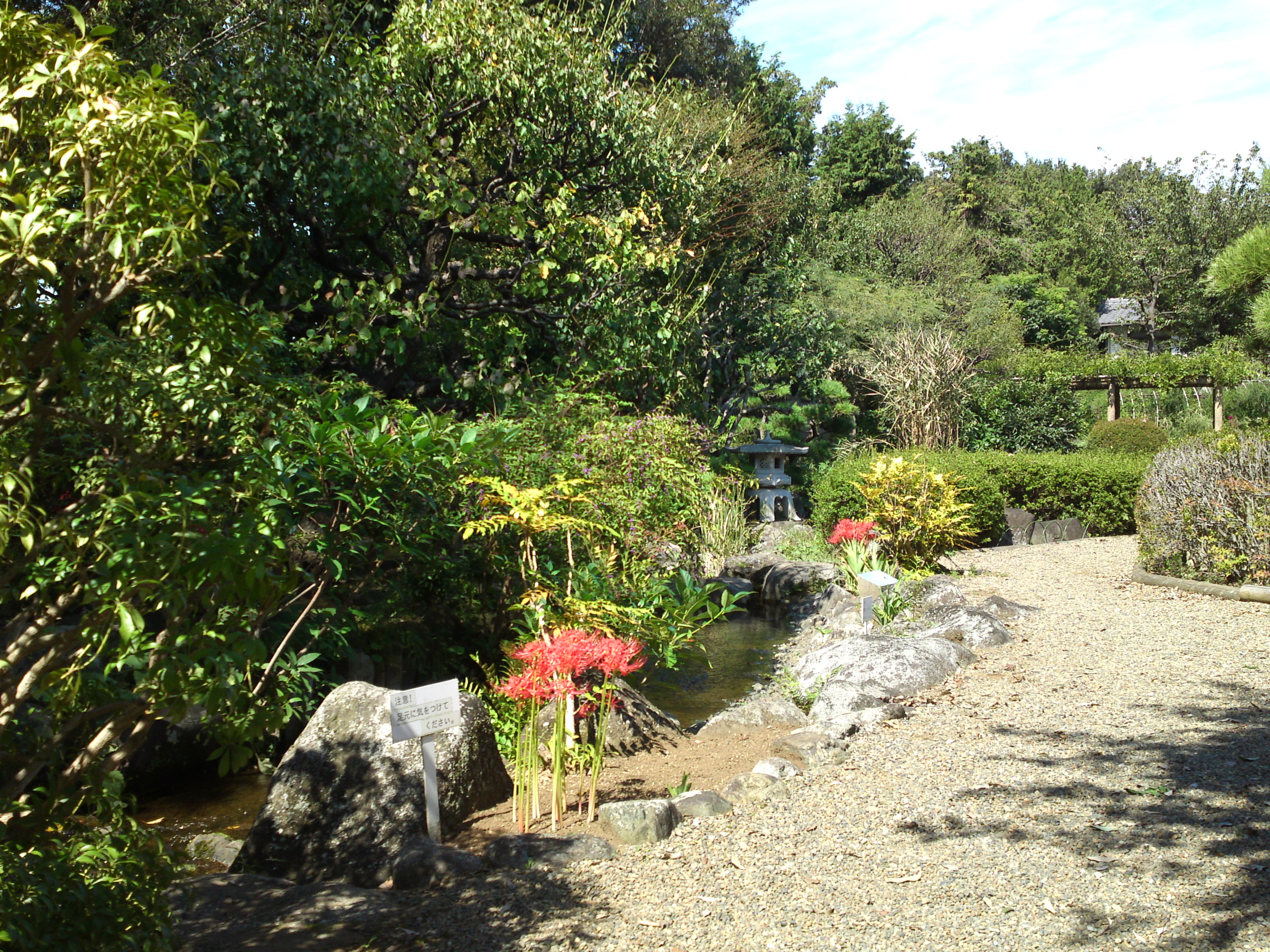 2019年万葉植物園に咲く曼珠沙華の花４