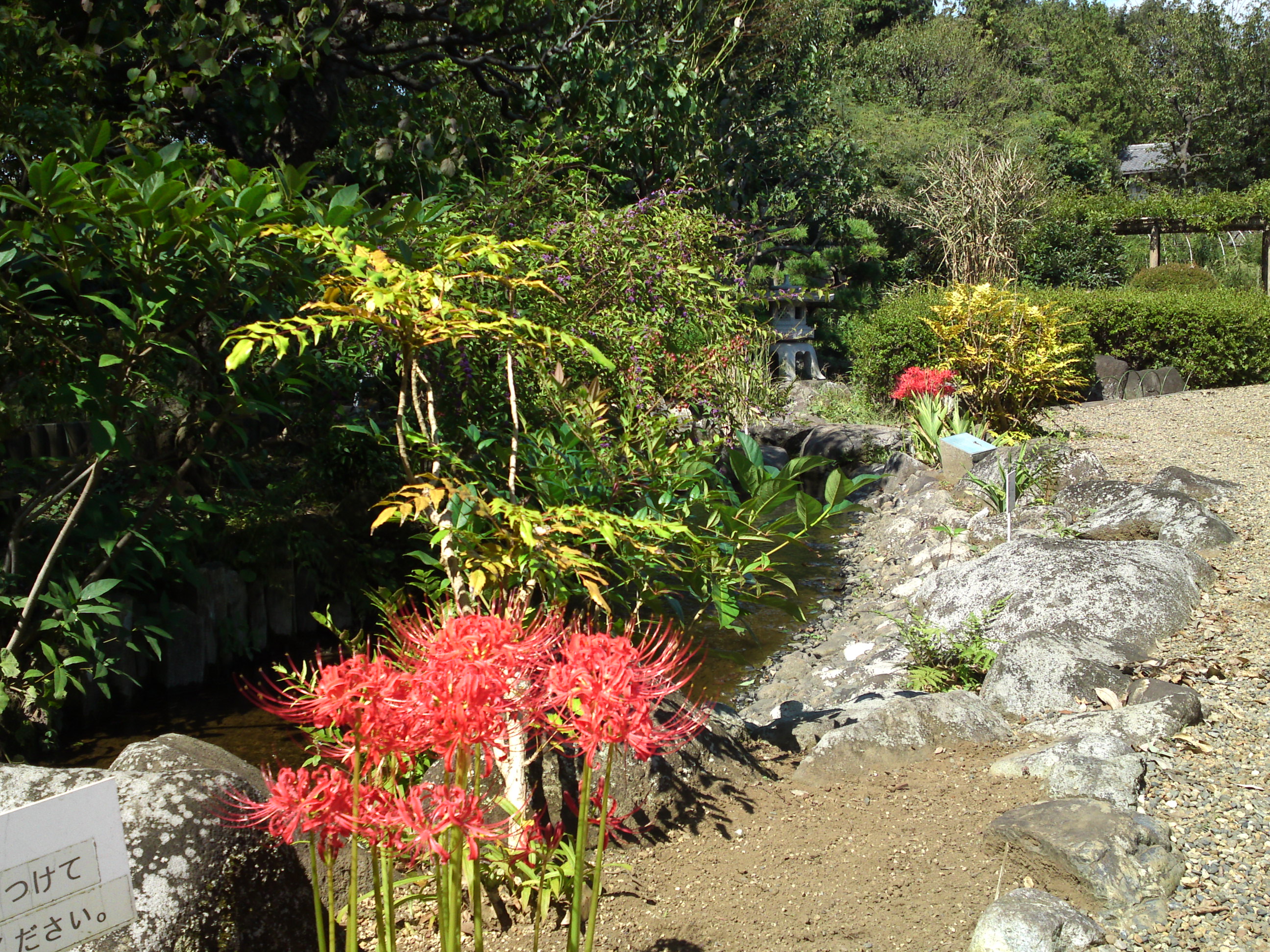 2019年万葉植物園に咲く曼珠沙華の花５