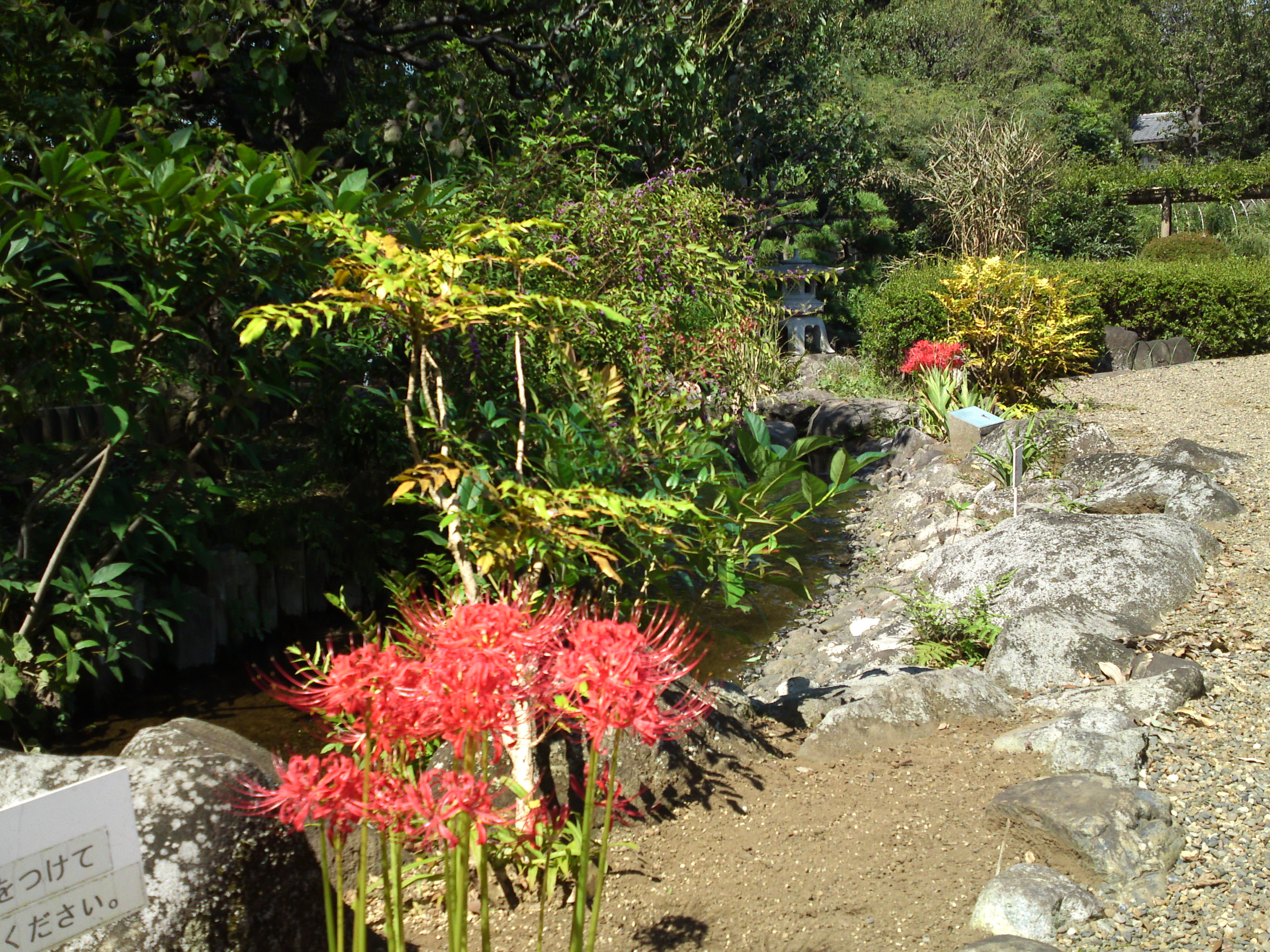 2019年万葉植物園に咲く曼珠沙華の花６