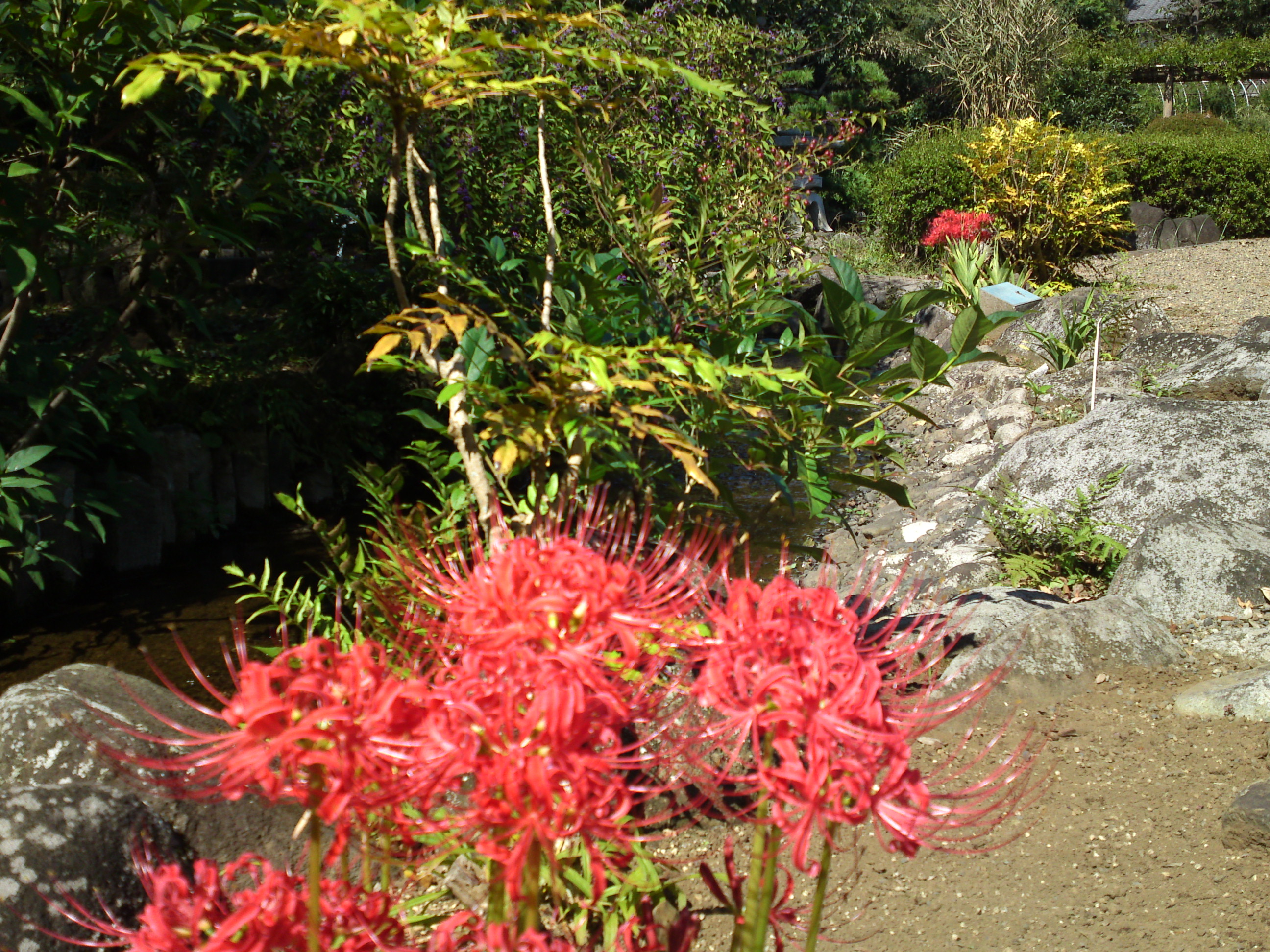 2019年万葉植物園に咲く曼珠沙華の花７