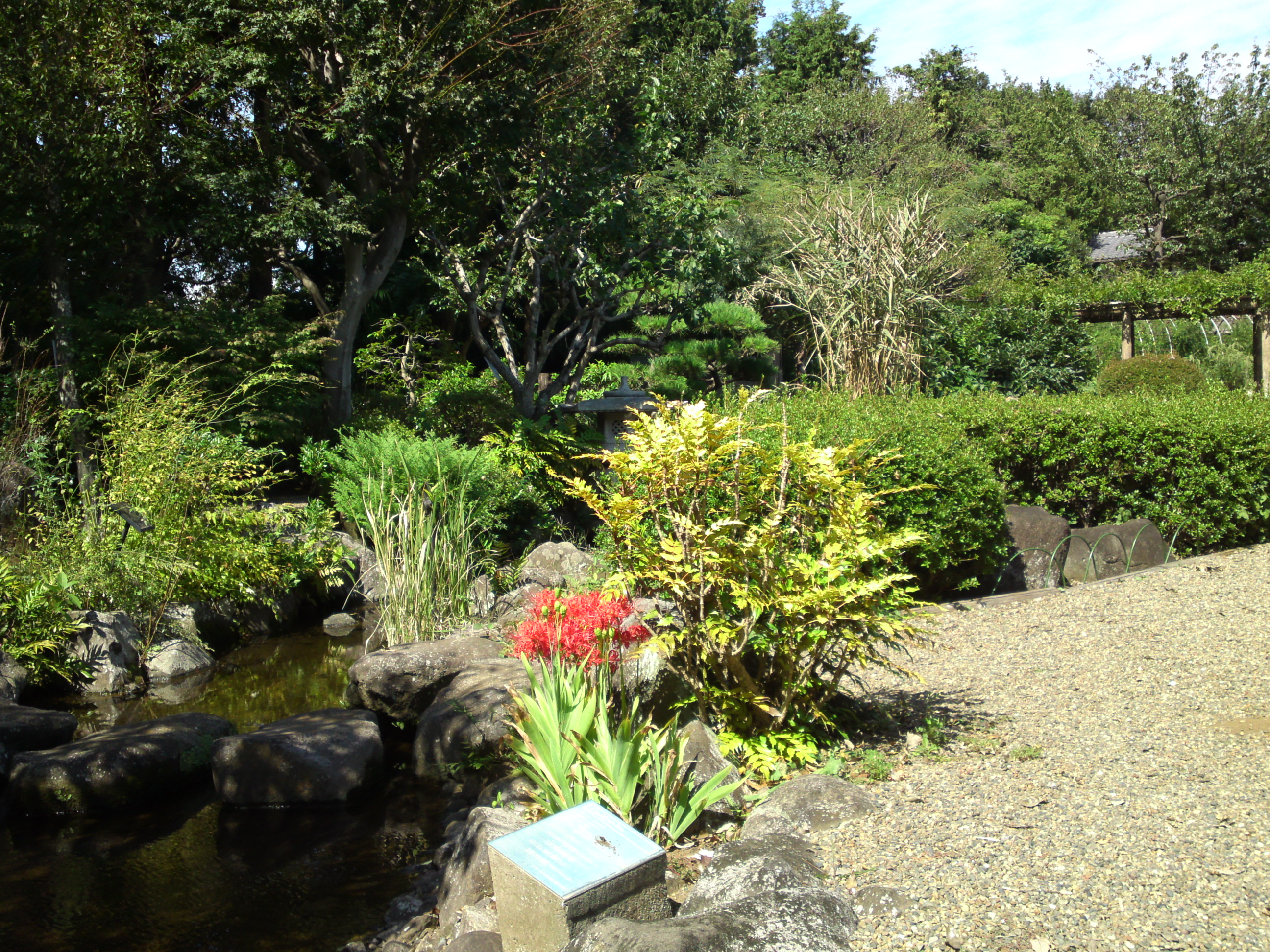 2019年万葉植物園に咲く曼珠沙華の花