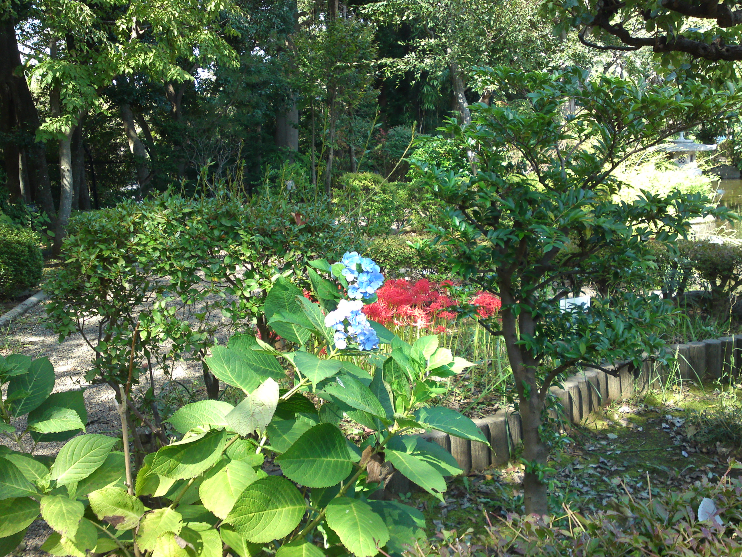 2019年万葉植物園秋に咲く紫陽花と彼岸花１