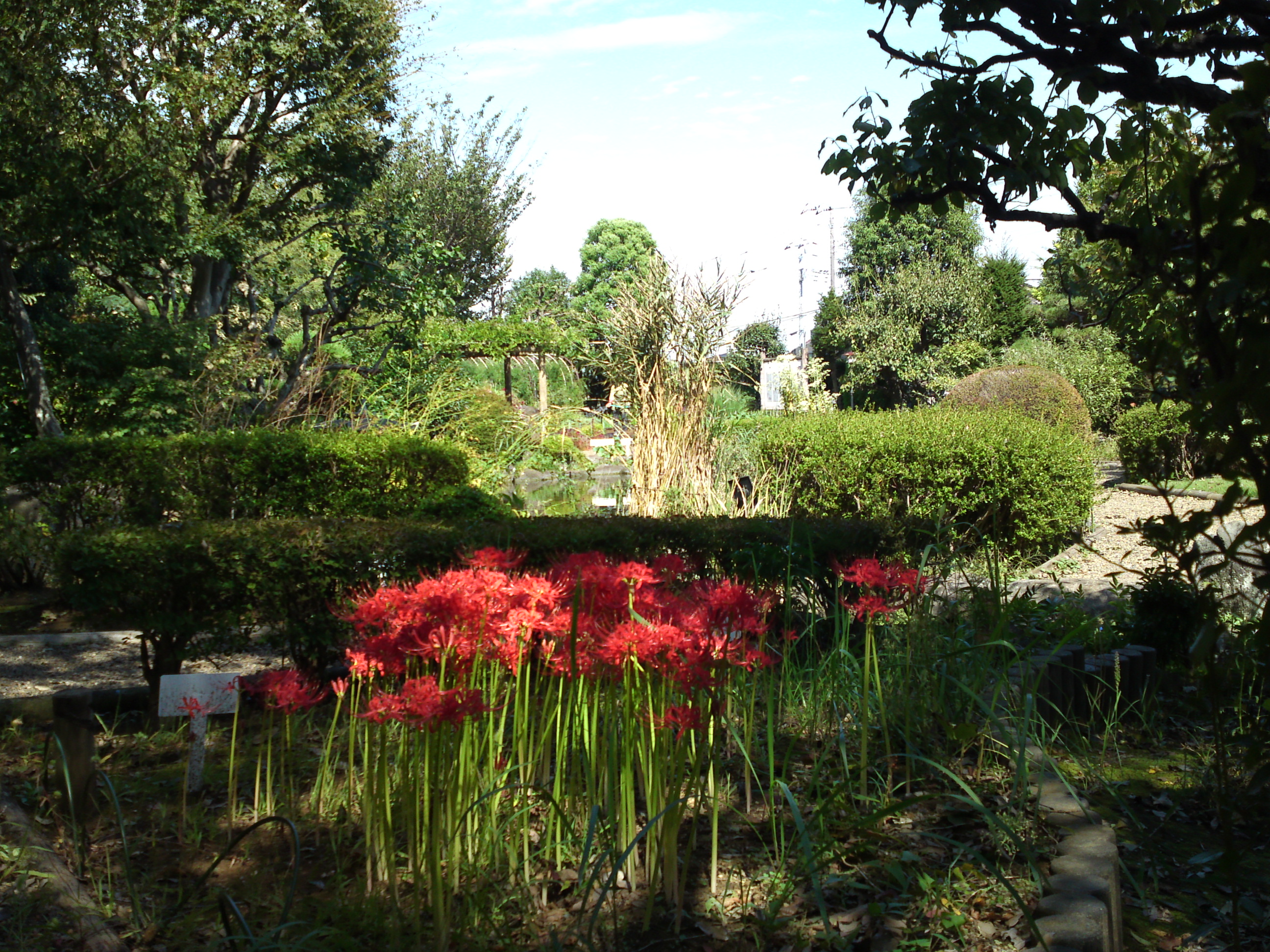 2019年万葉植物園に咲く曼珠沙華の花１０