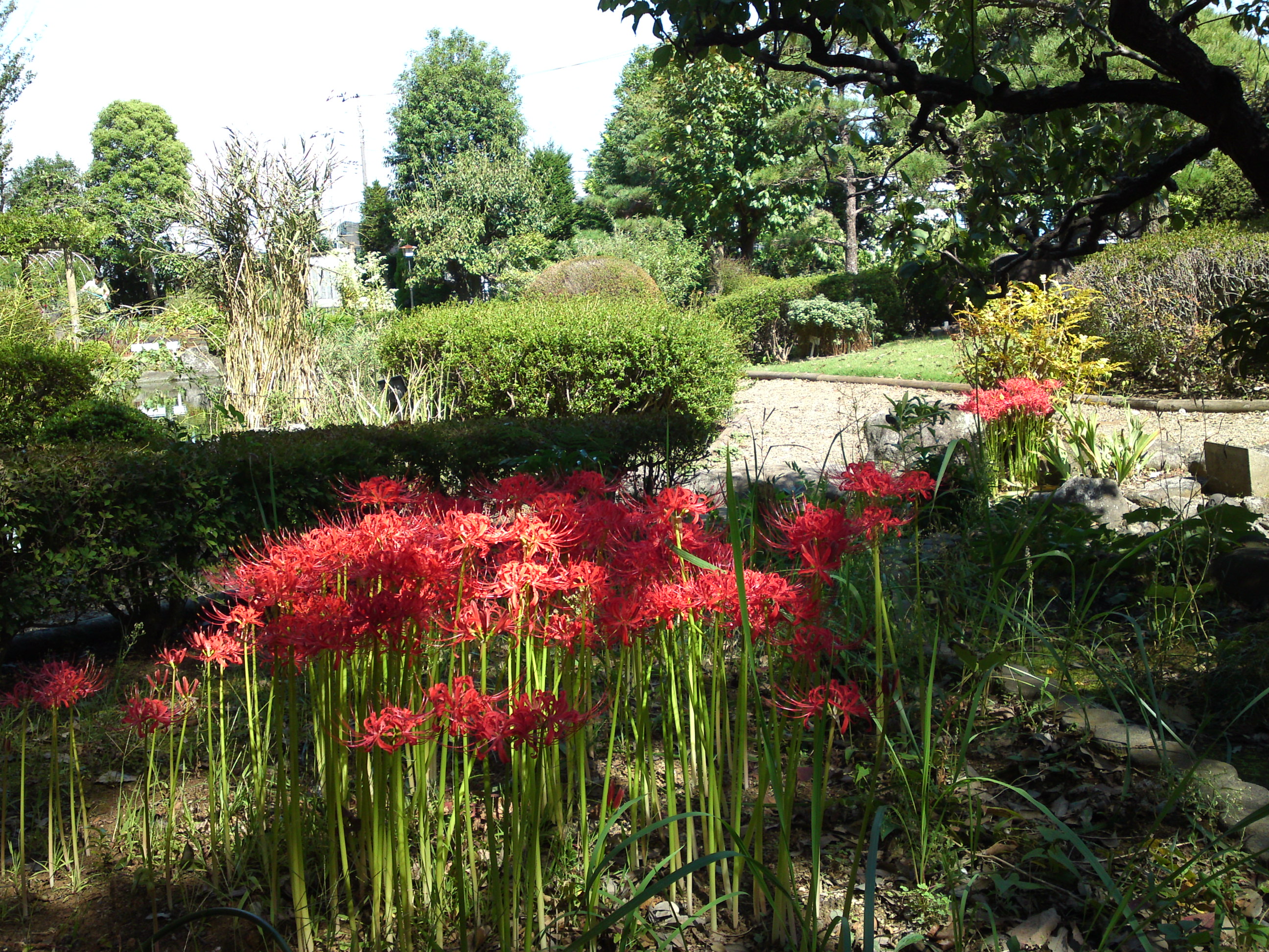 2019年万葉植物園に咲く曼珠沙華の花１１