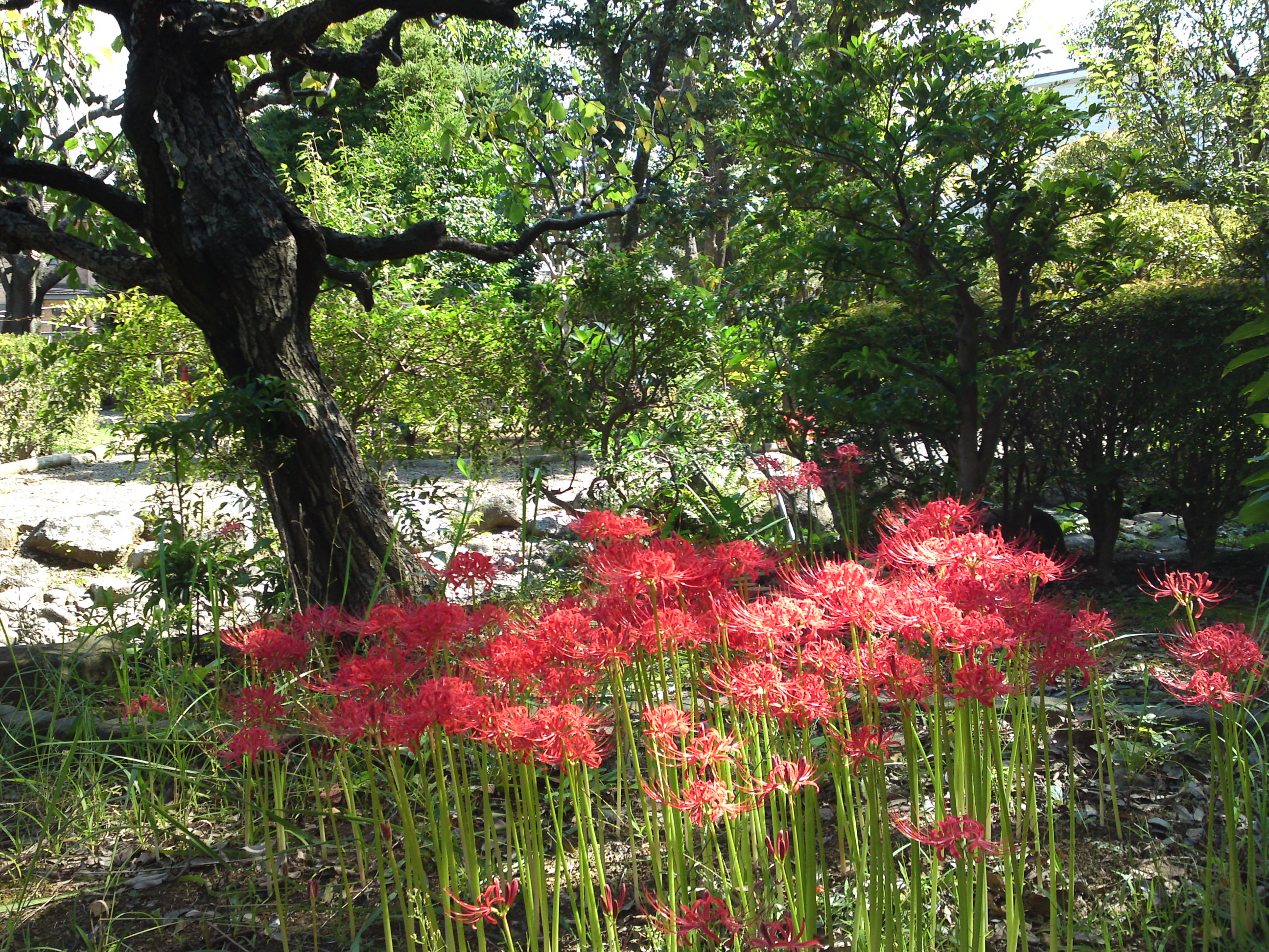 2019年万葉植物園に咲く曼珠沙華の花１２