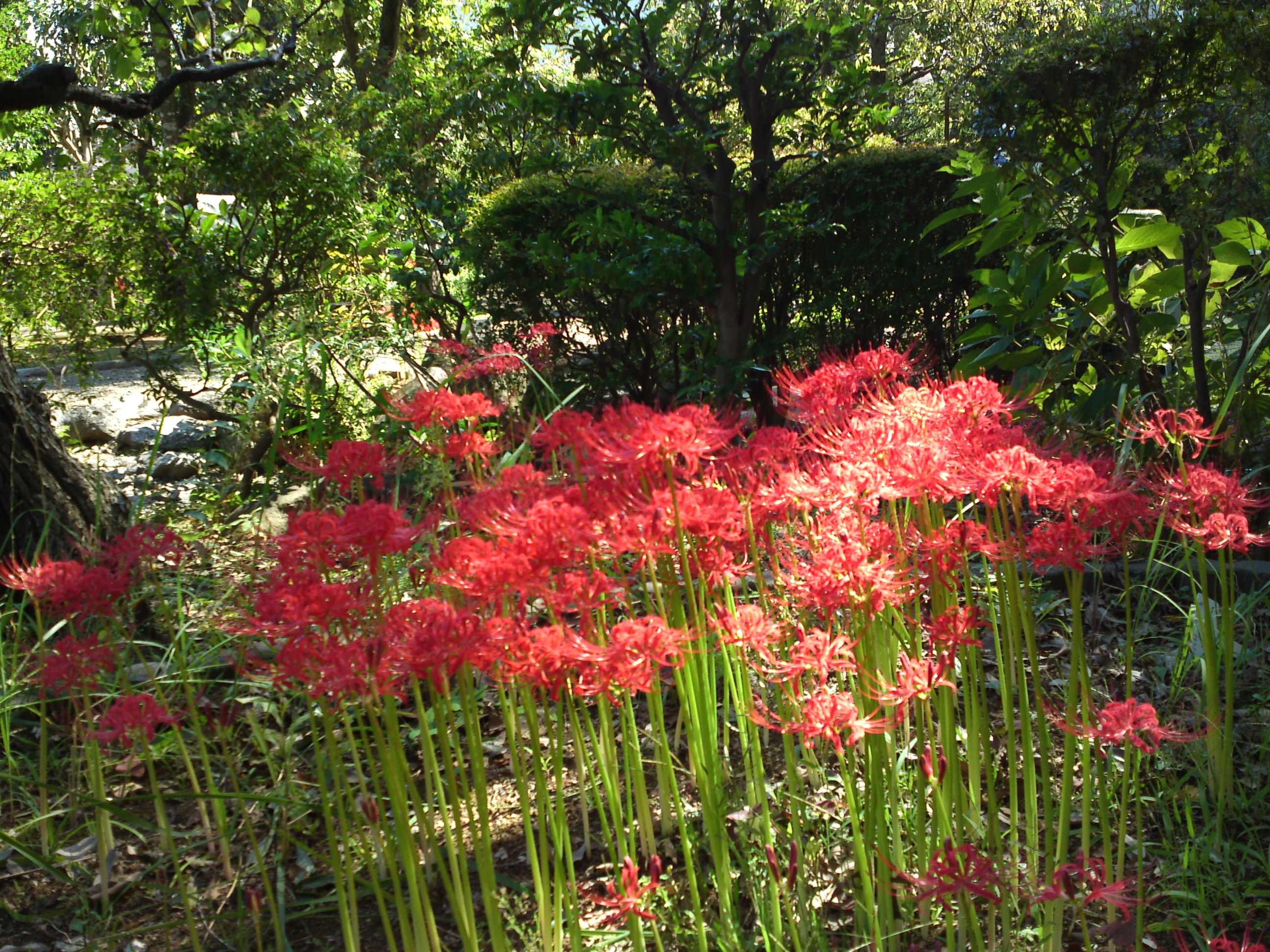 2019年万葉植物園に咲く曼珠沙華の花１３