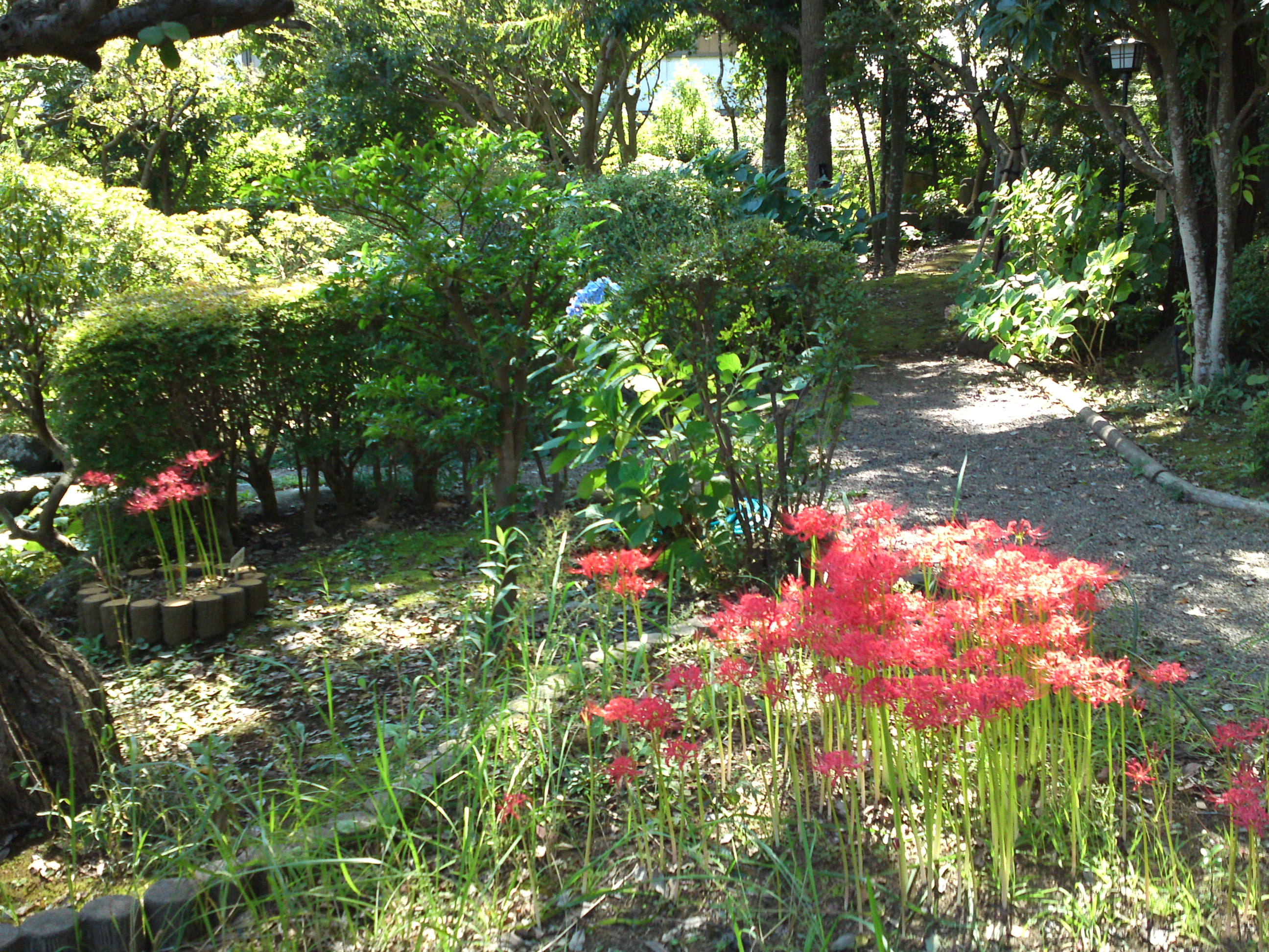 2018年万葉植物園の紅葉２３