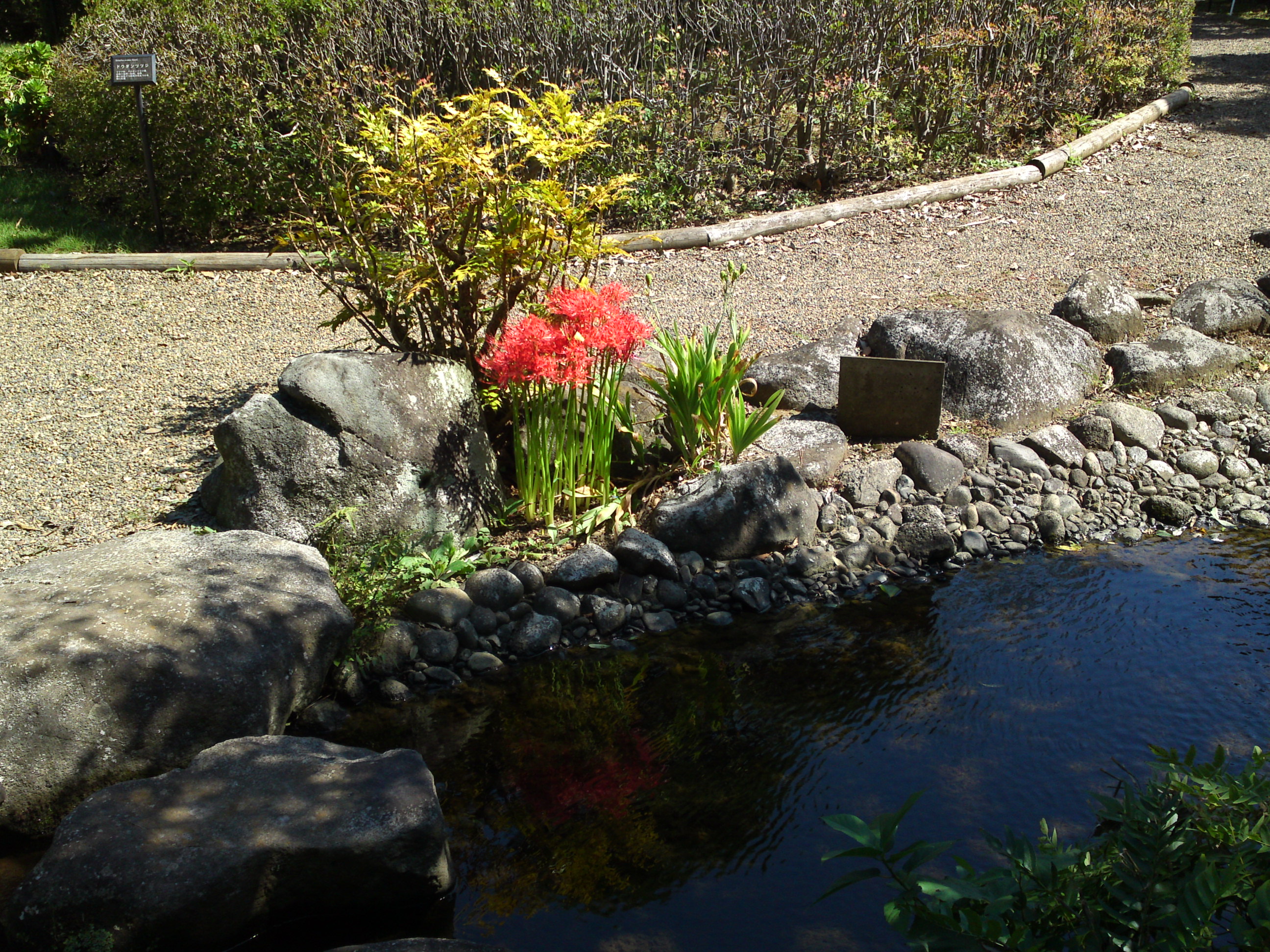 2019年万葉植物園に咲く曼珠沙華の花１５