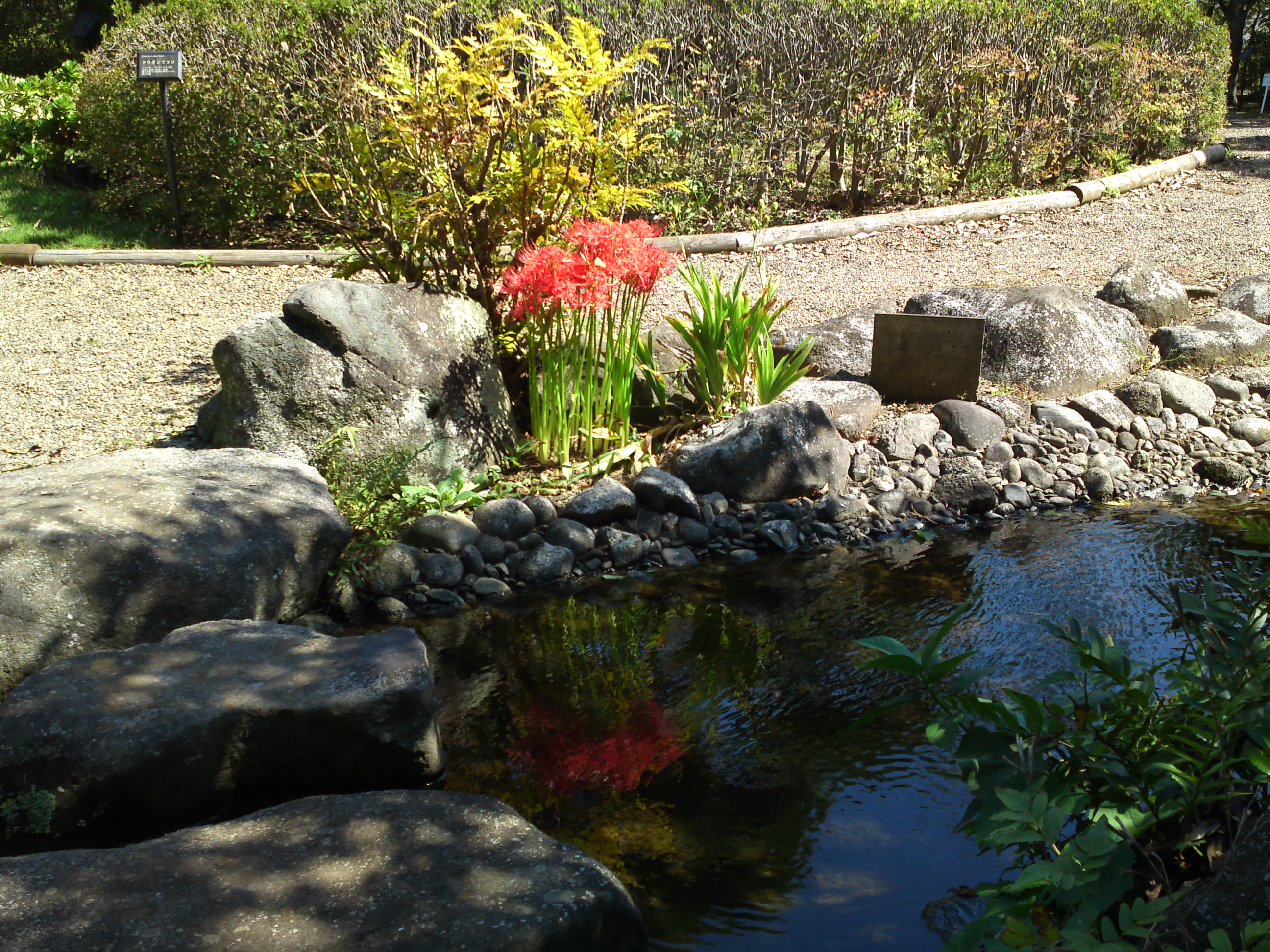 2019年万葉植物園に咲く曼珠沙華の花１６