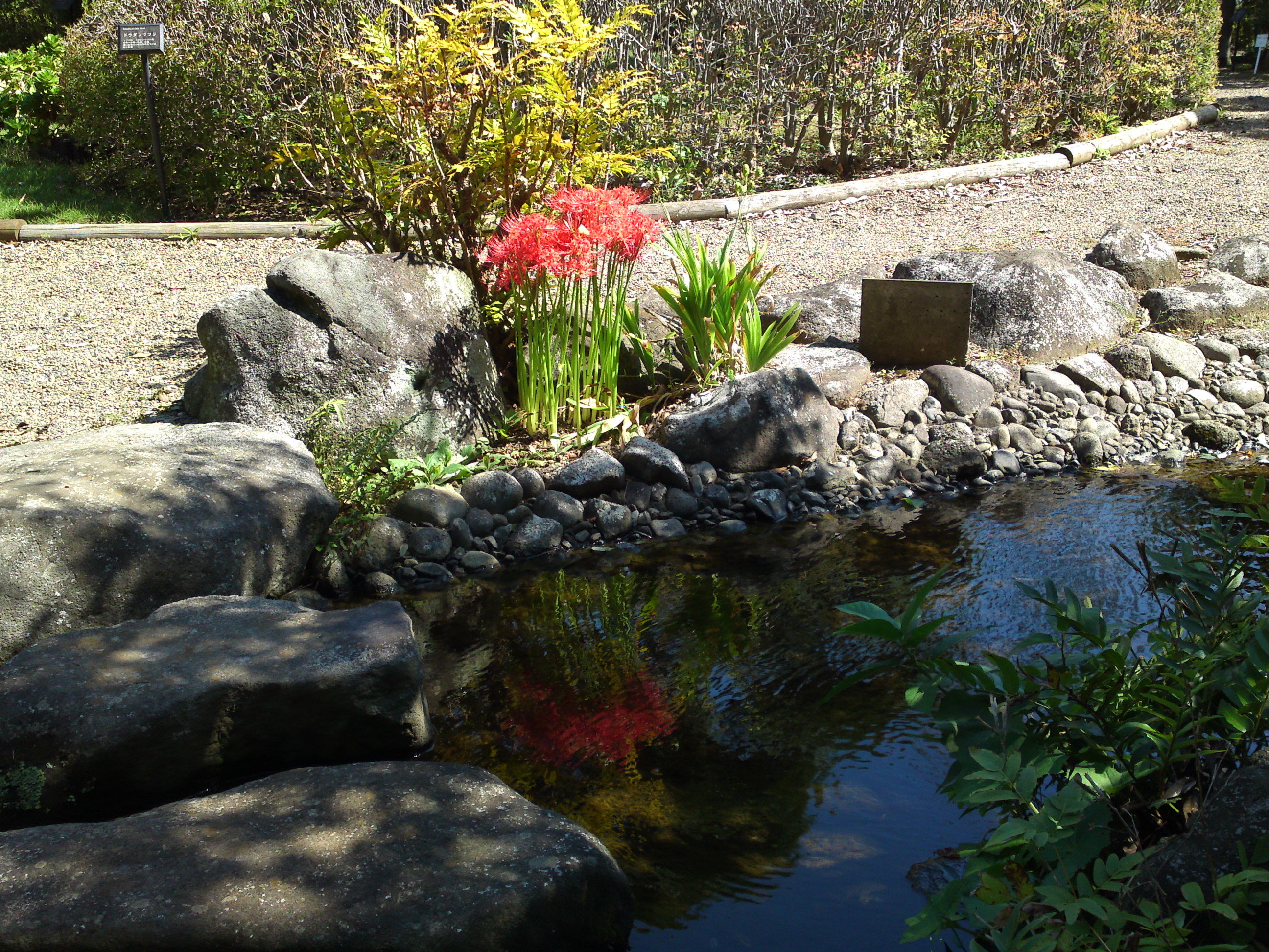 2019年万葉植物園に咲く曼珠沙華の花１７