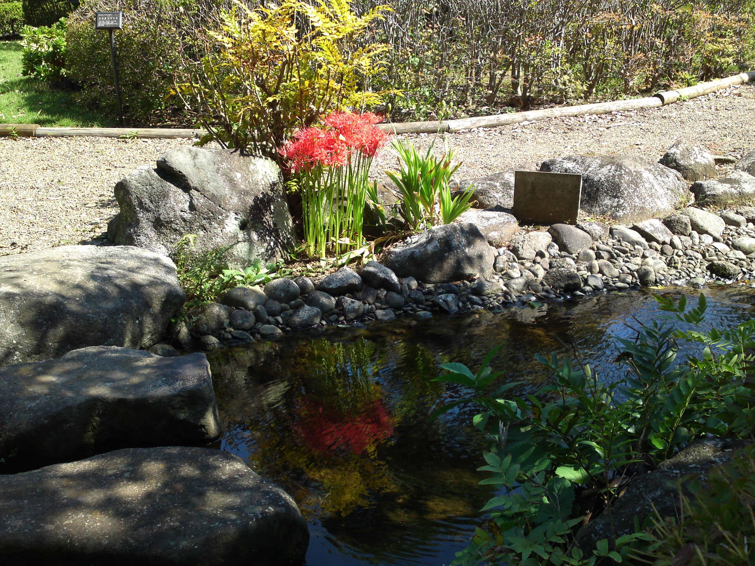 2019年万葉植物園に咲く曼珠沙華の花１９