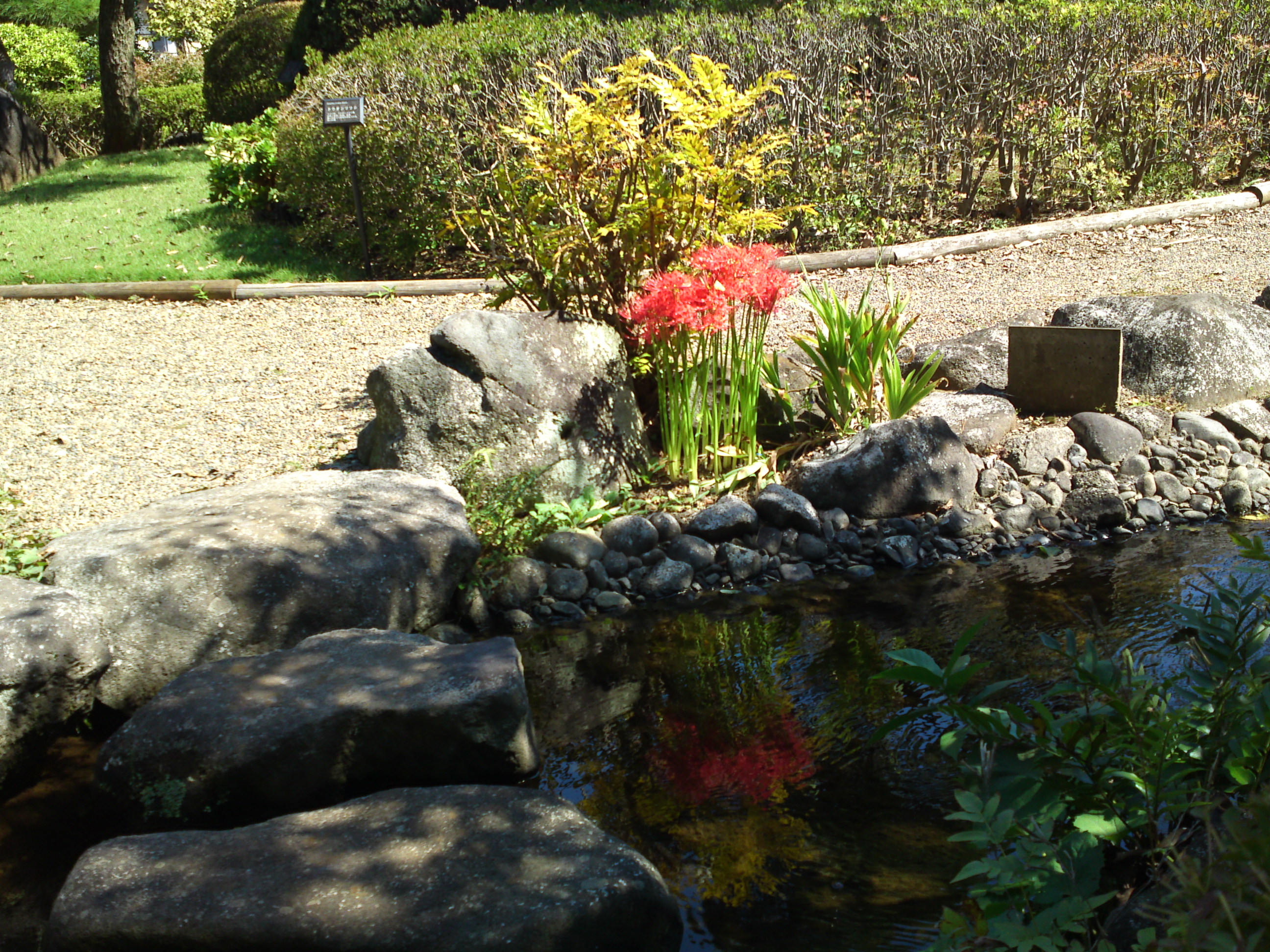 2019年万葉植物園に咲く曼珠沙華の花２０