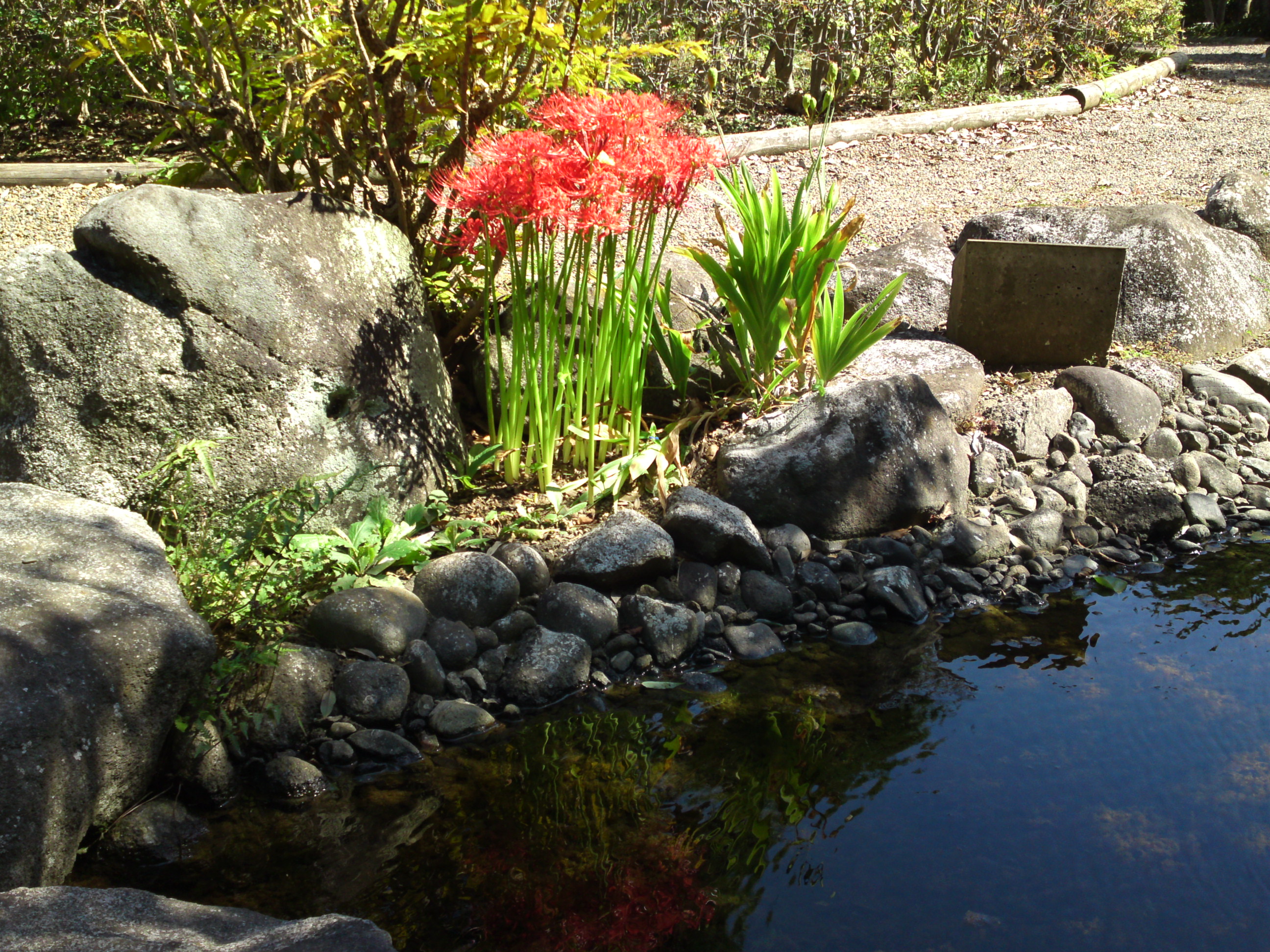 2019年万葉植物園に咲く曼珠沙華の花２１