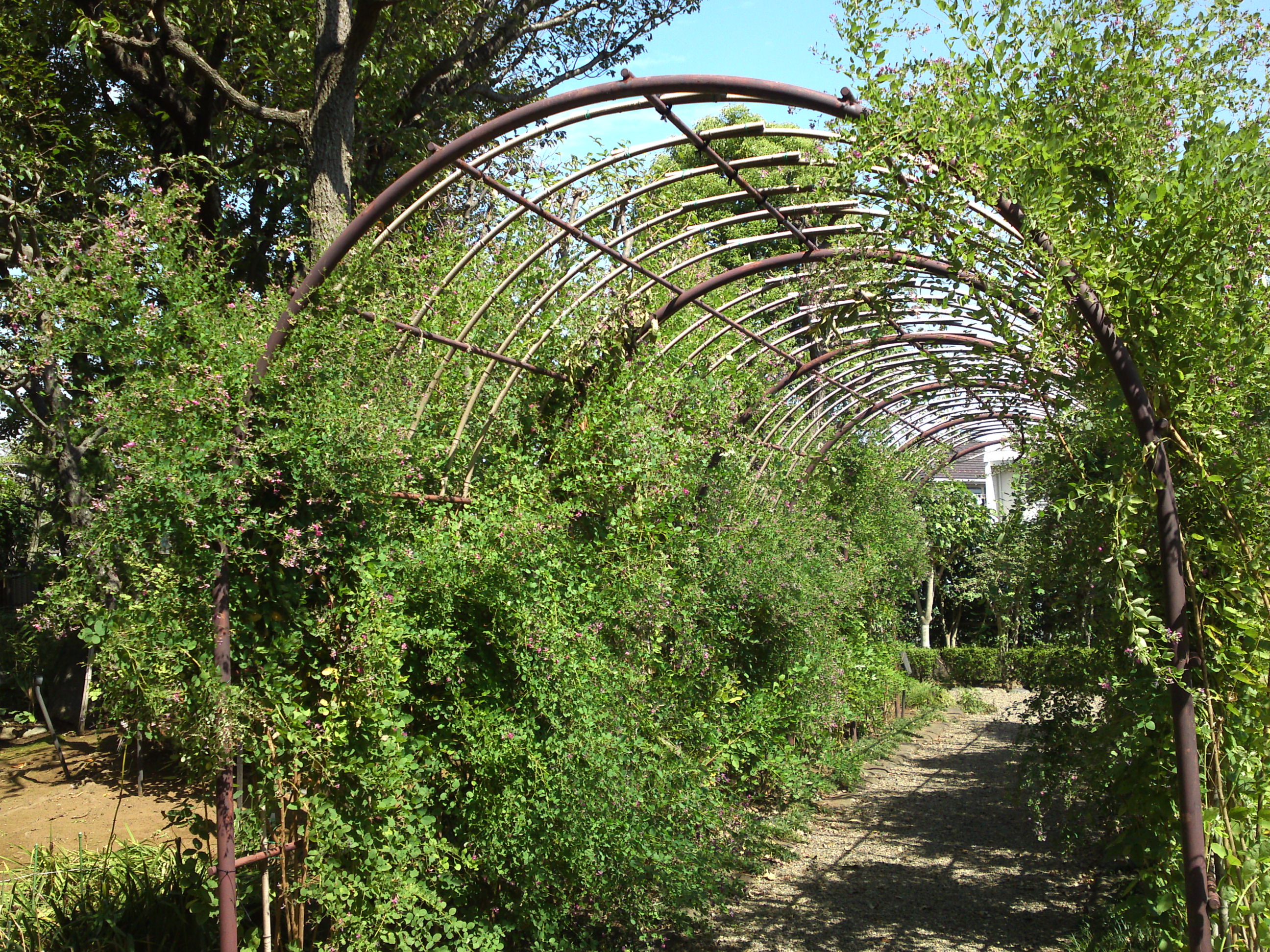 2019年万葉植物園に咲く萩の花２