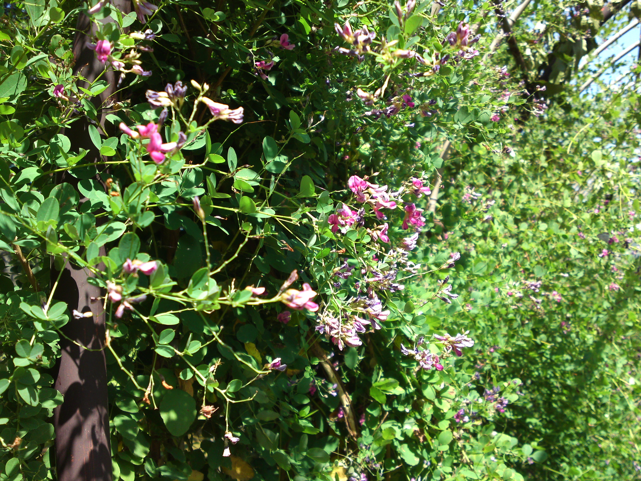 2019年万葉植物園に咲く萩の花３