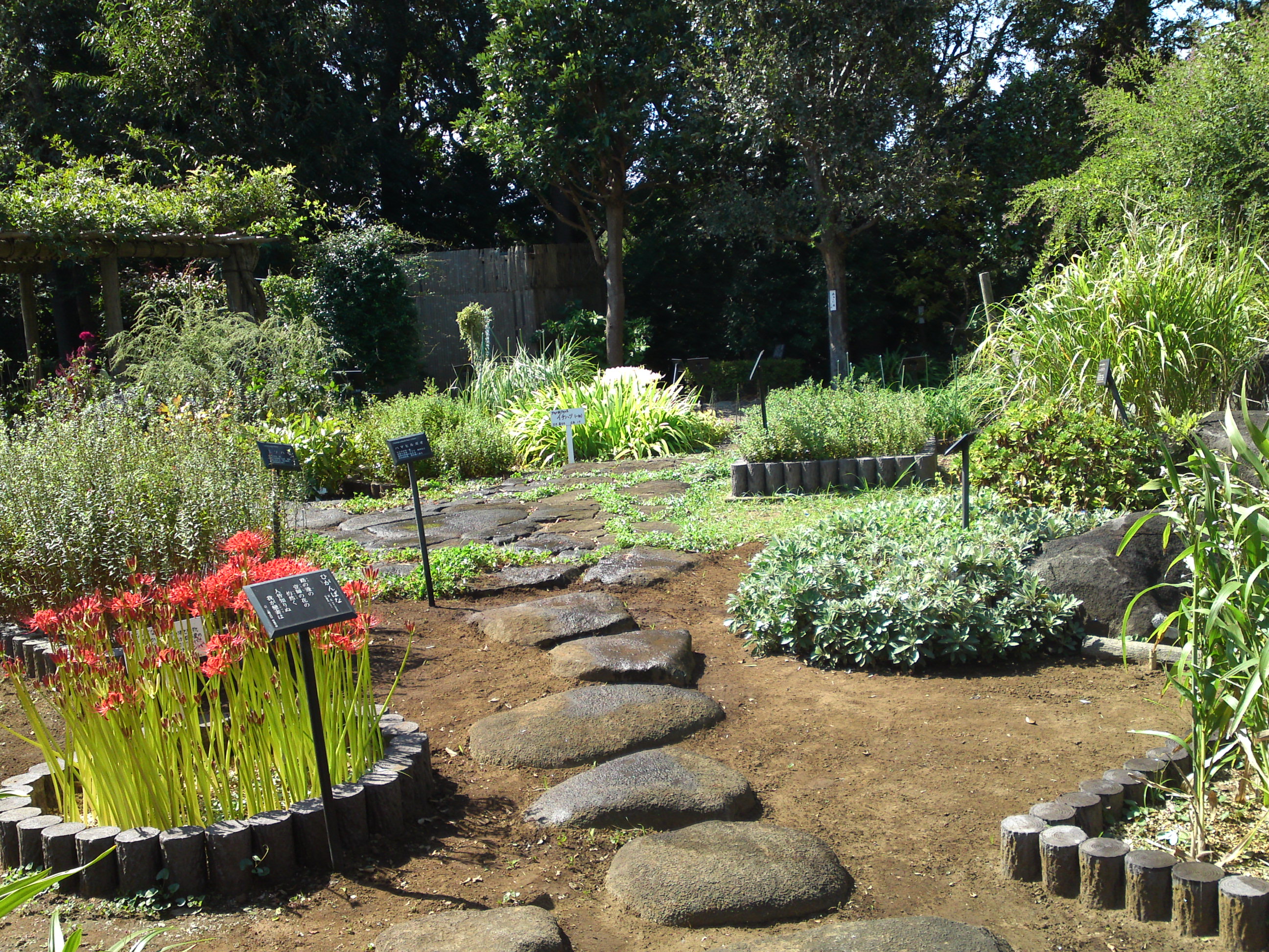 2019年万葉植物園に咲く秋の花々６