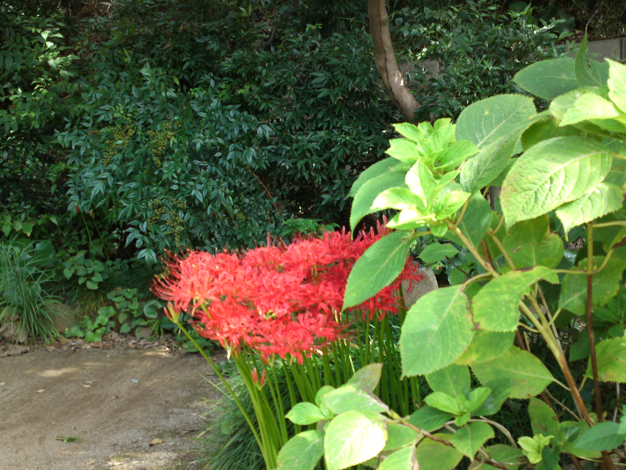 2019年万葉植物園に咲く曼珠沙華の花２２