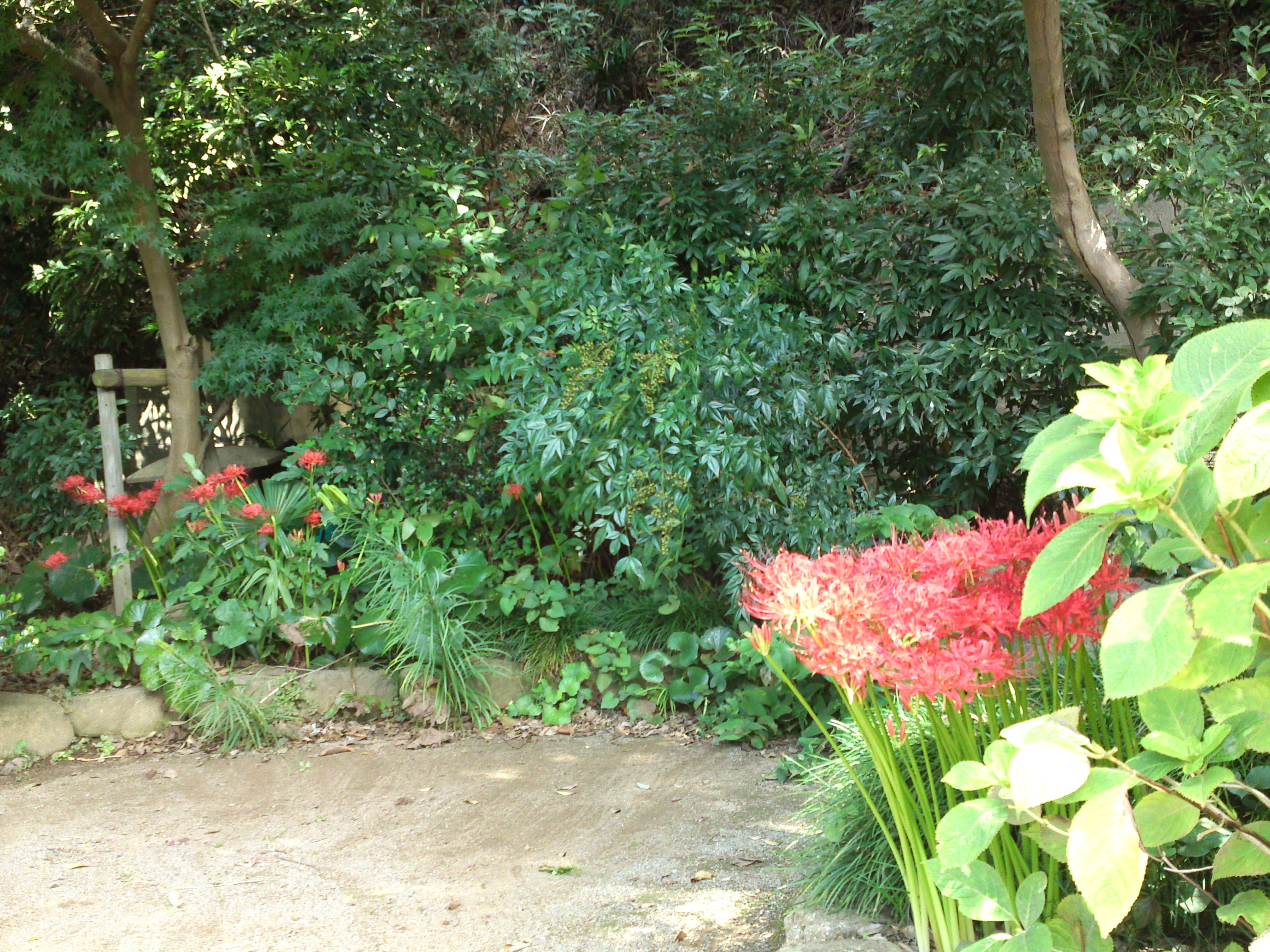 2019年万葉植物園に咲く曼珠沙華の花２３
