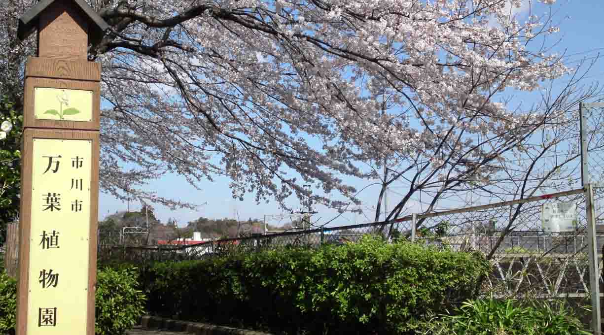 万葉植物園に咲く桜１