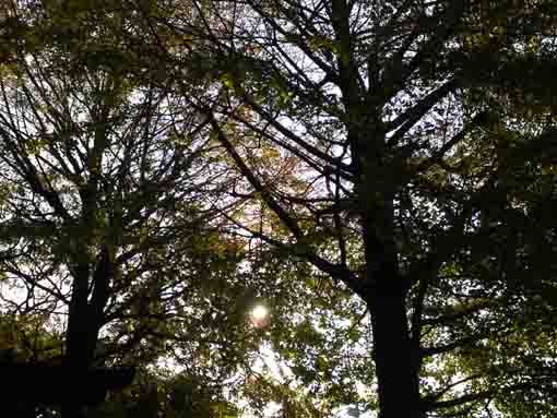 the woods with gingko and pain trees