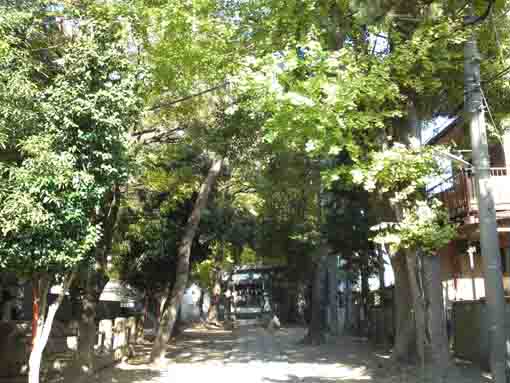 the approach road in the green woods