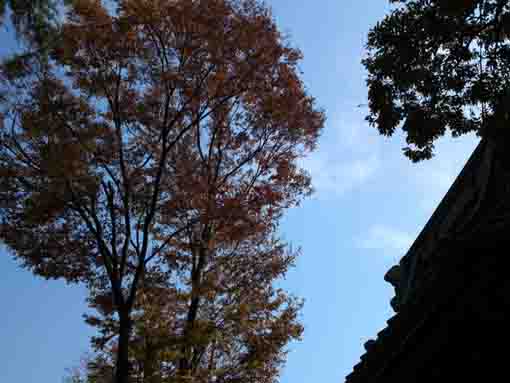 a tall zelkova tree in Tenso Jinja