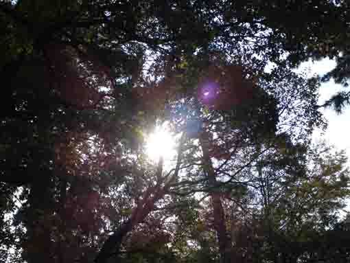 公孫樹と太陽