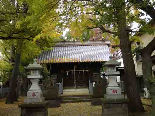 松本天祖神社社殿の公孫樹