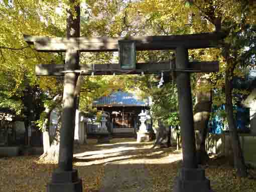 the torii gate in Matsumoto Tenso Jinja